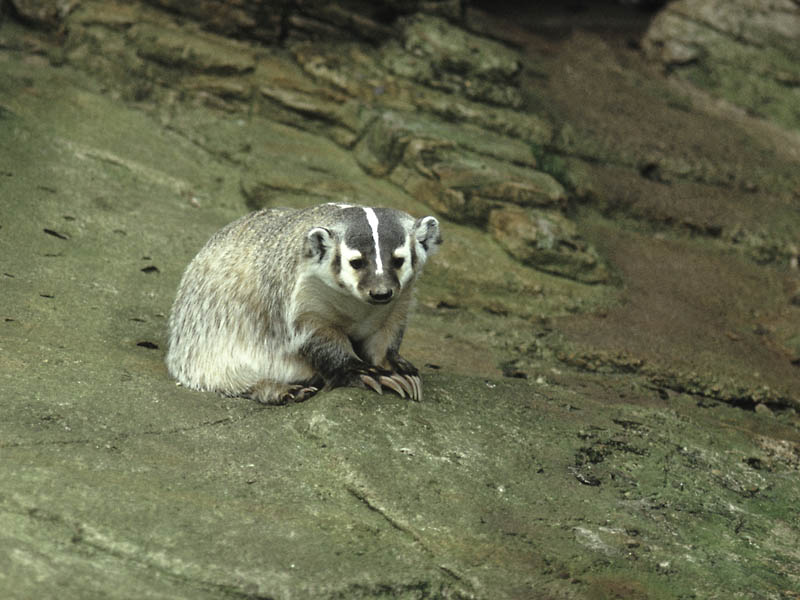 American badger, Chester 1972