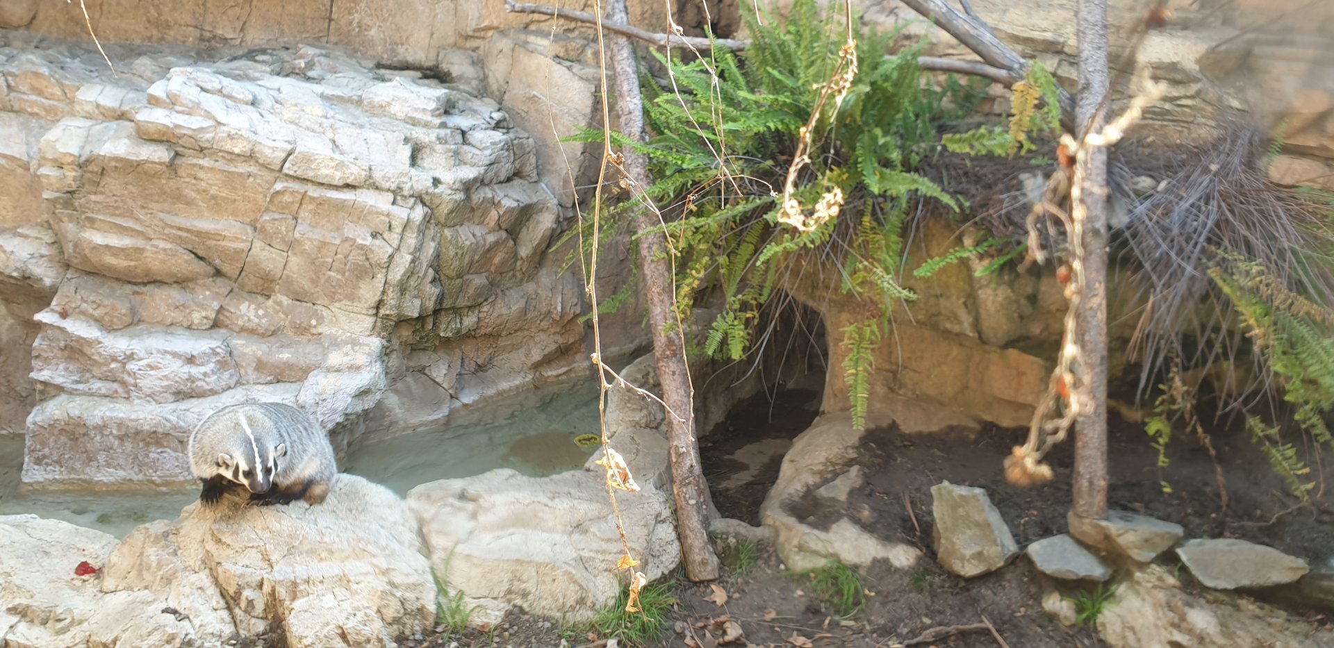 American Badger, Children's zoo
