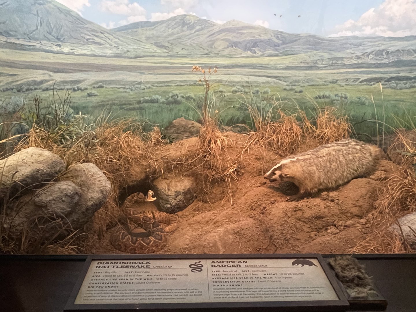 American Badger Diorama