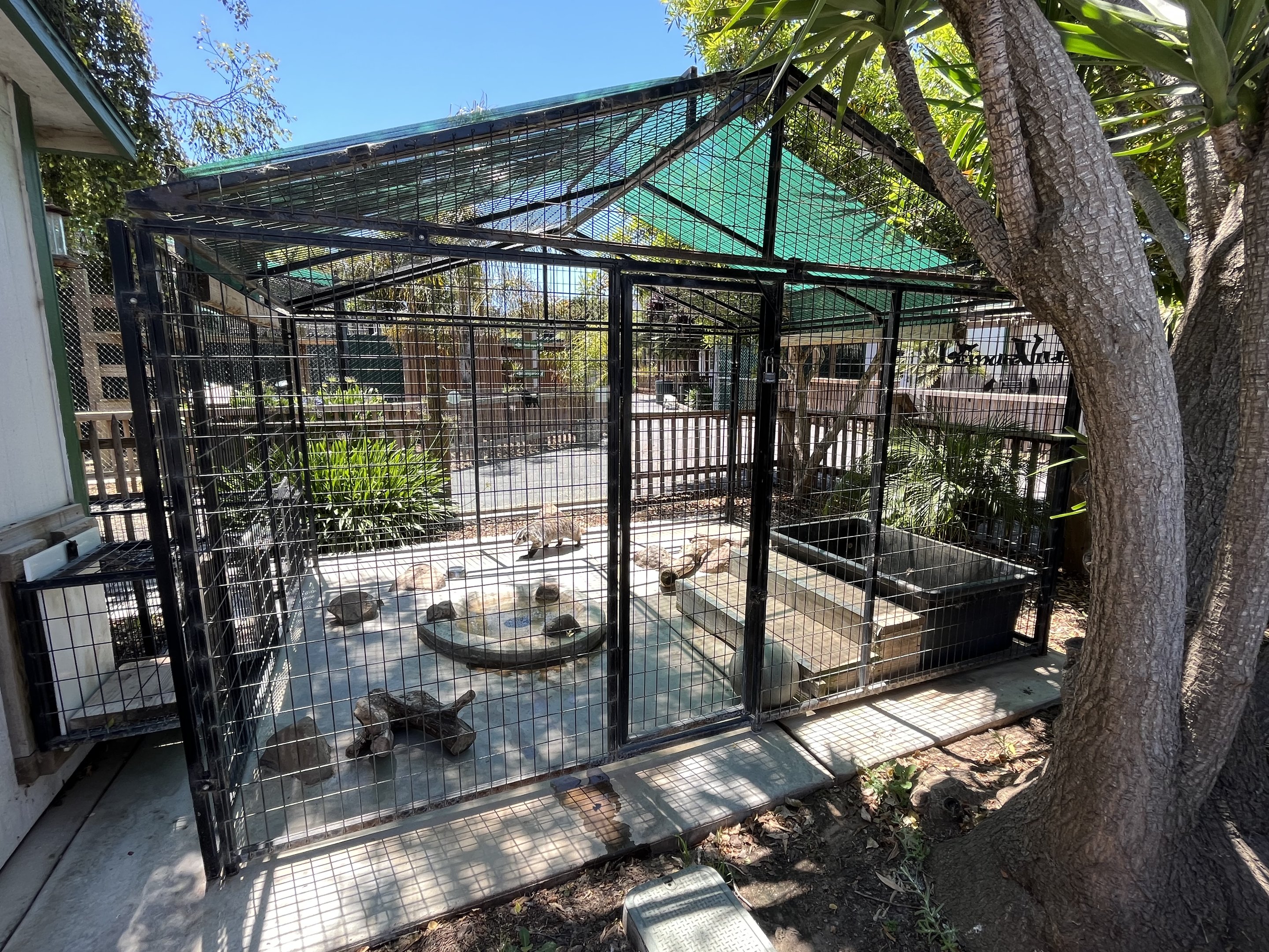 American Badger Exhibit #1