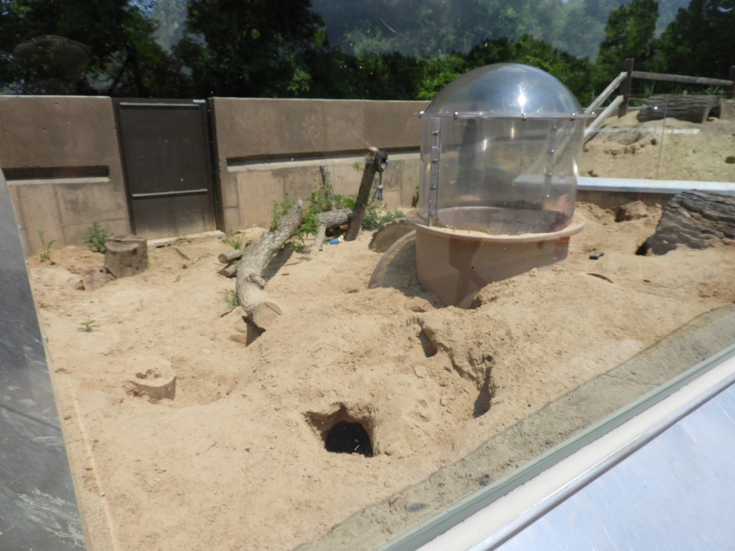 American Badger exhibit (New in 2017) - North American Plains - NEW Zoo