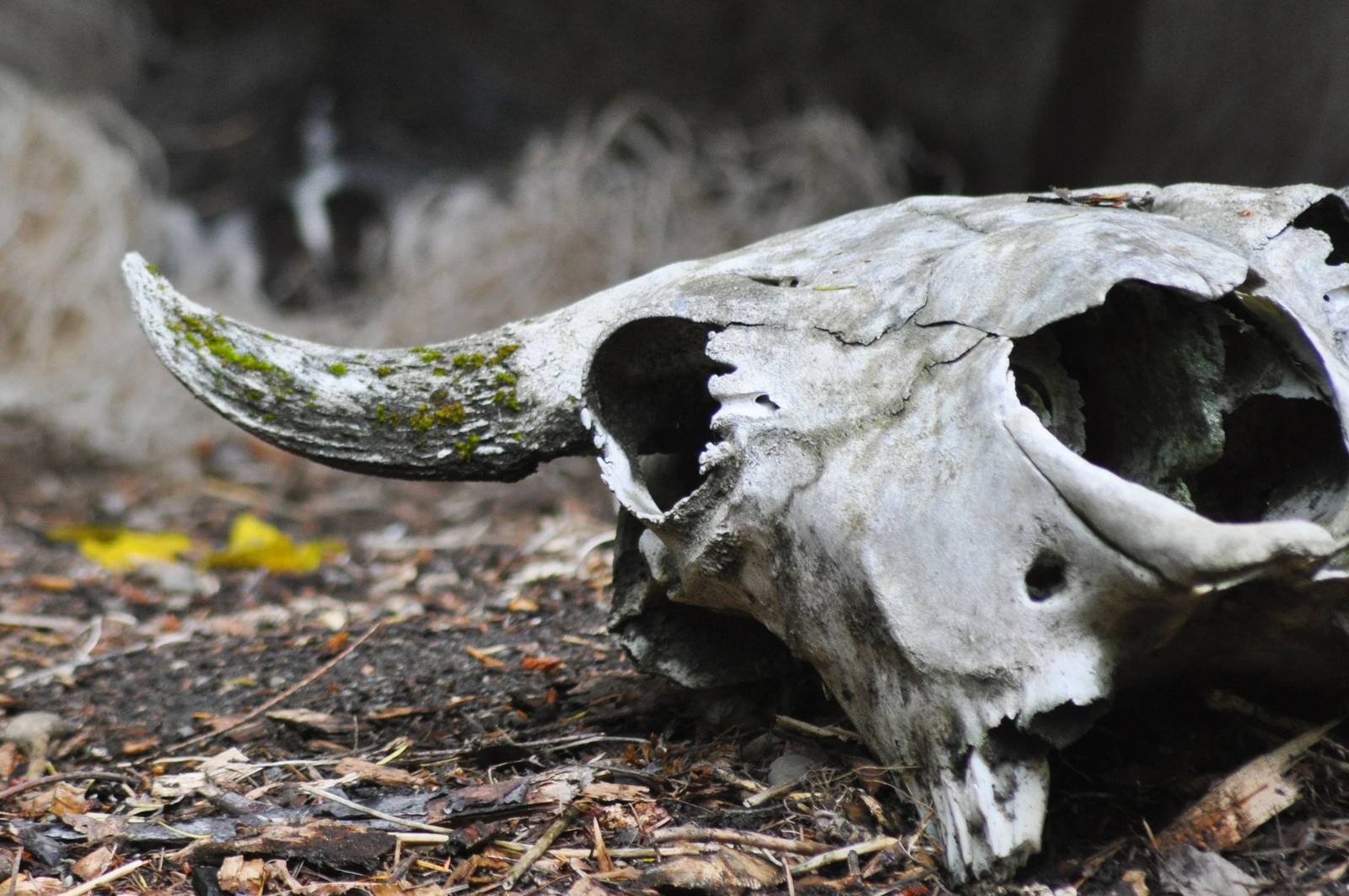 American Badger. (Exhibit...note badger at rear of exhibit above the bison