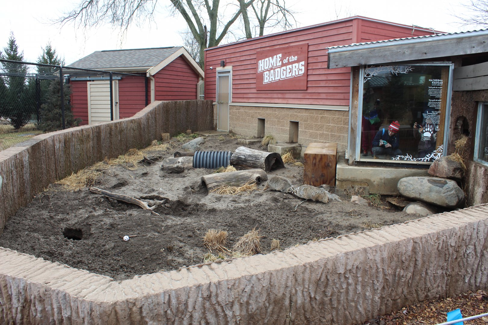 American Badger Exhibit - Wisconsin Heritage