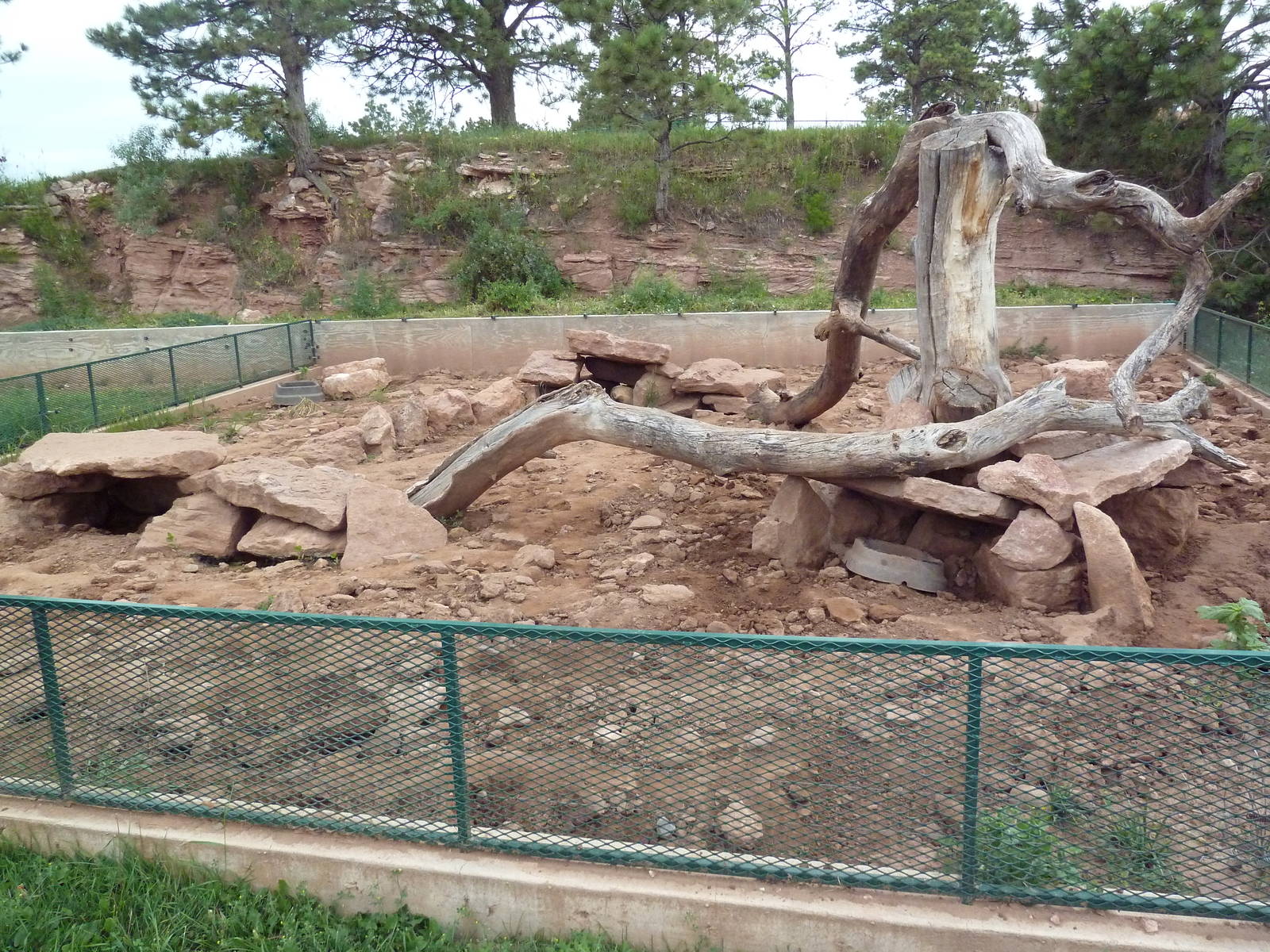 American Badger Exhibit