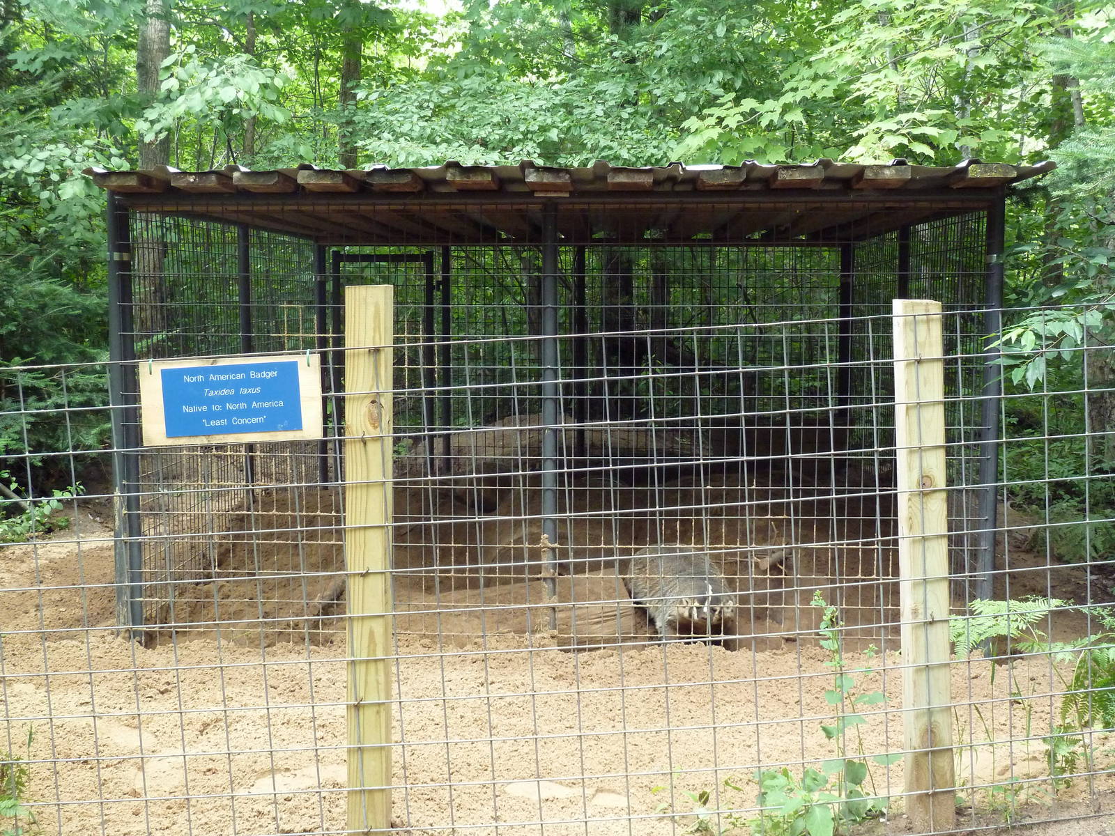 American Badger Exhibit