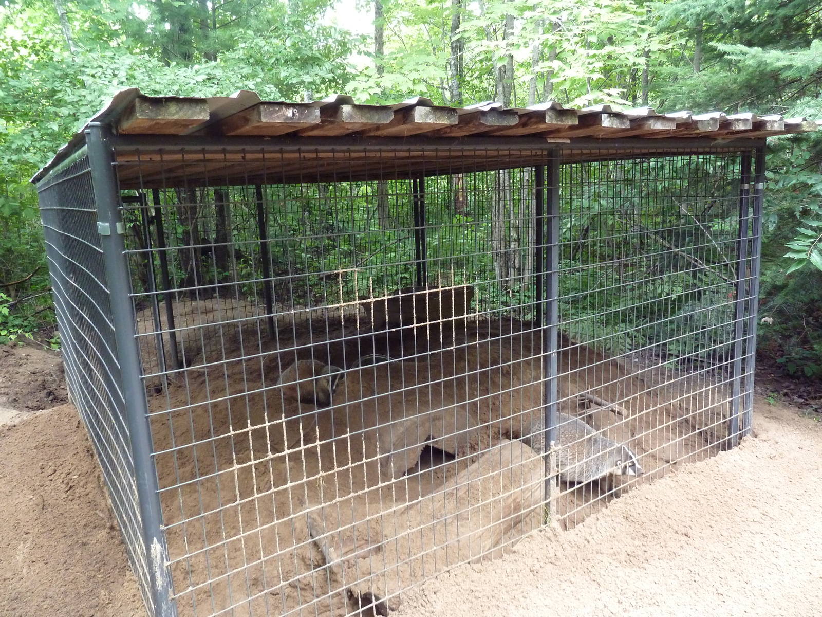 American Badger Exhibit