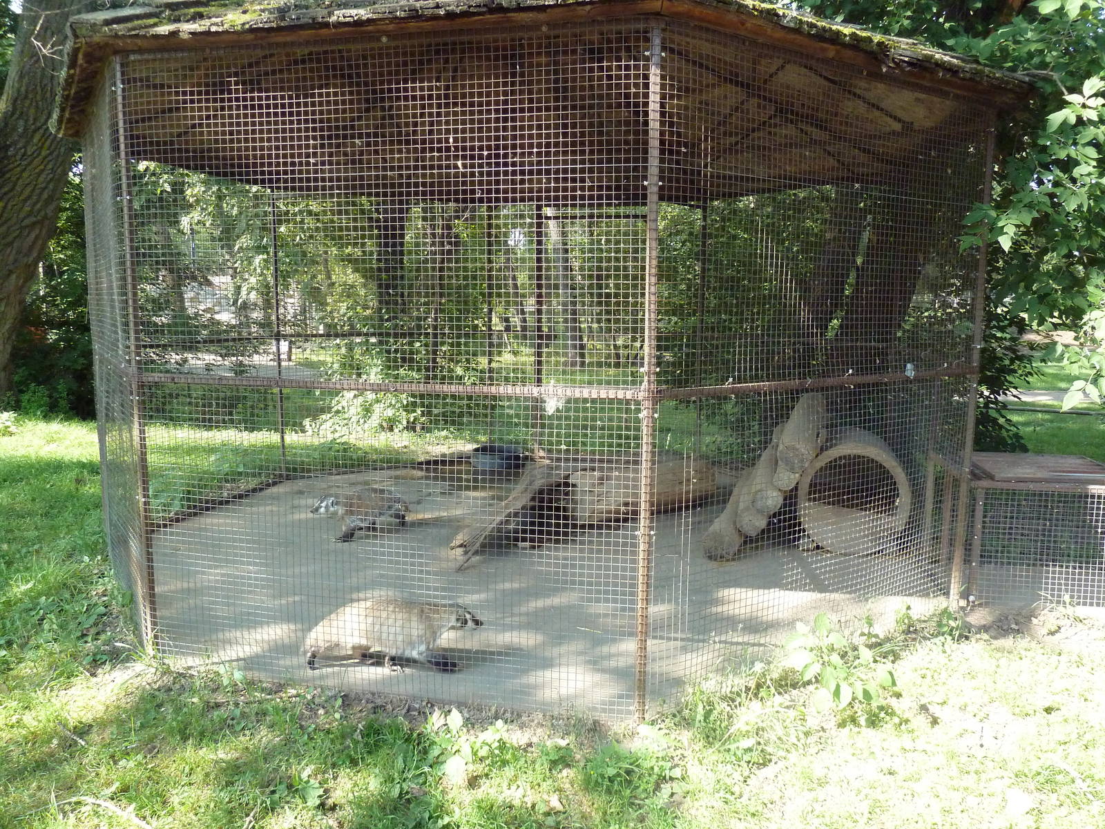 American Badger Exhibit