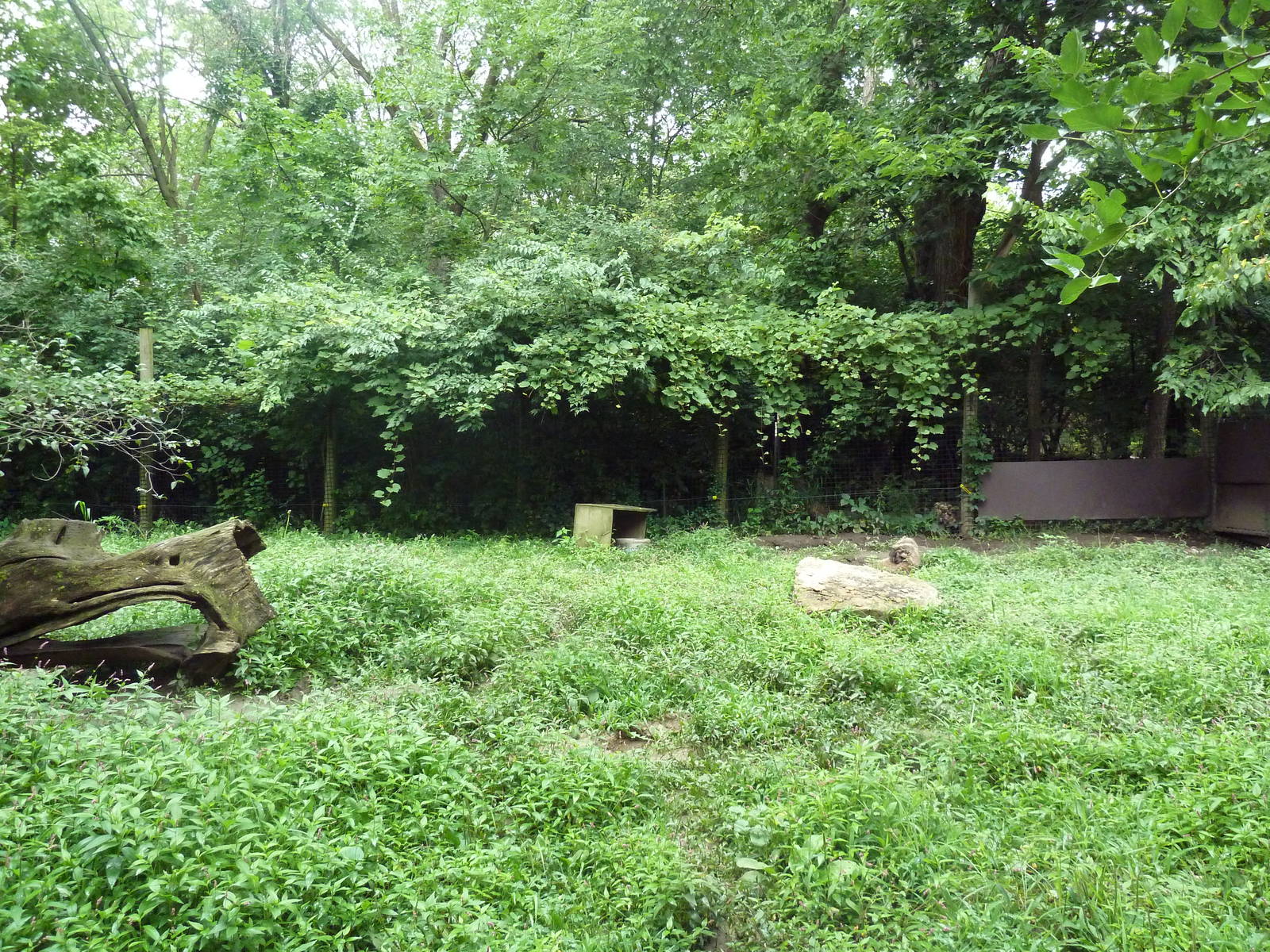 American Badger Exhibit