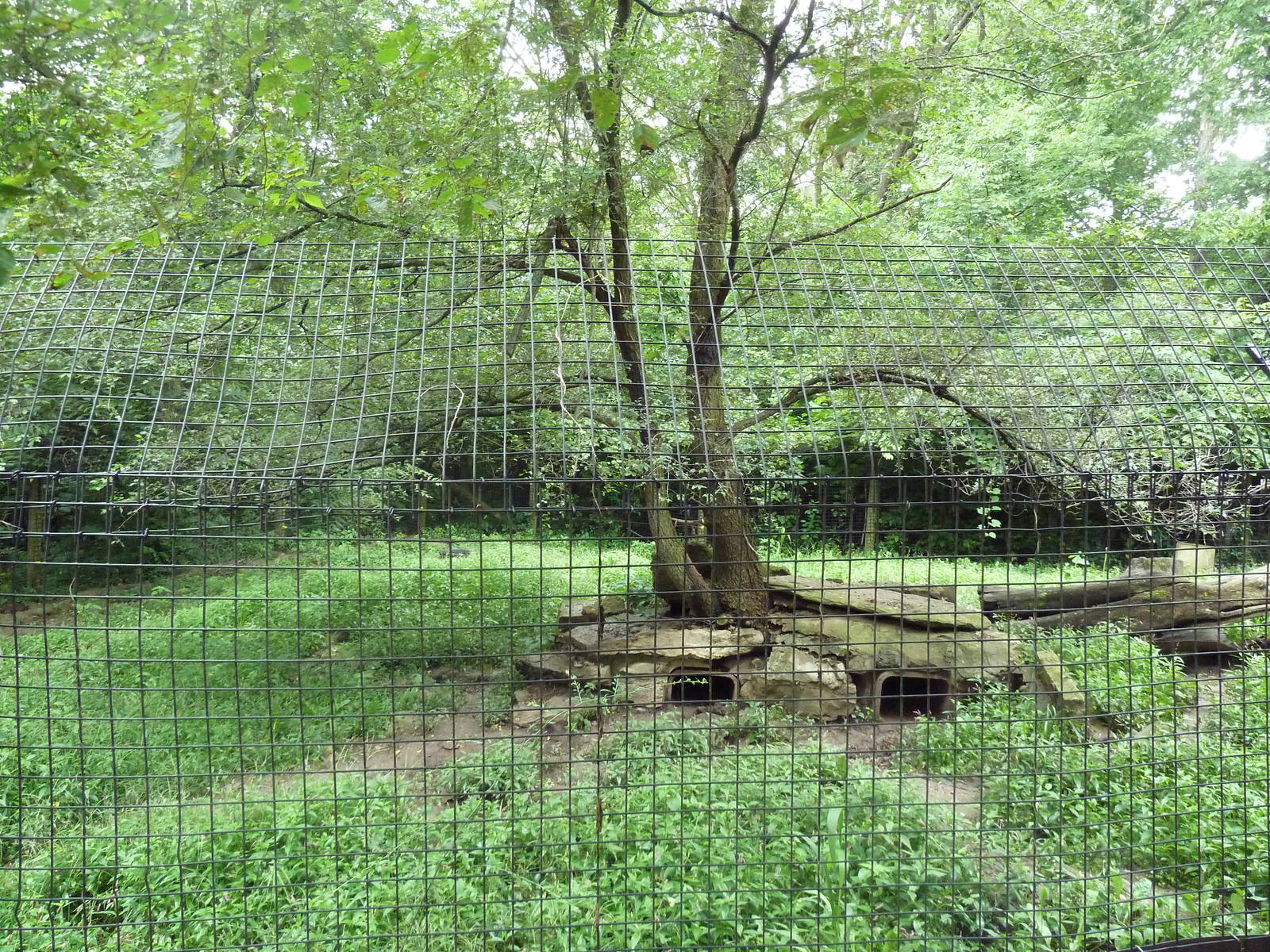 American Badger Exhibit