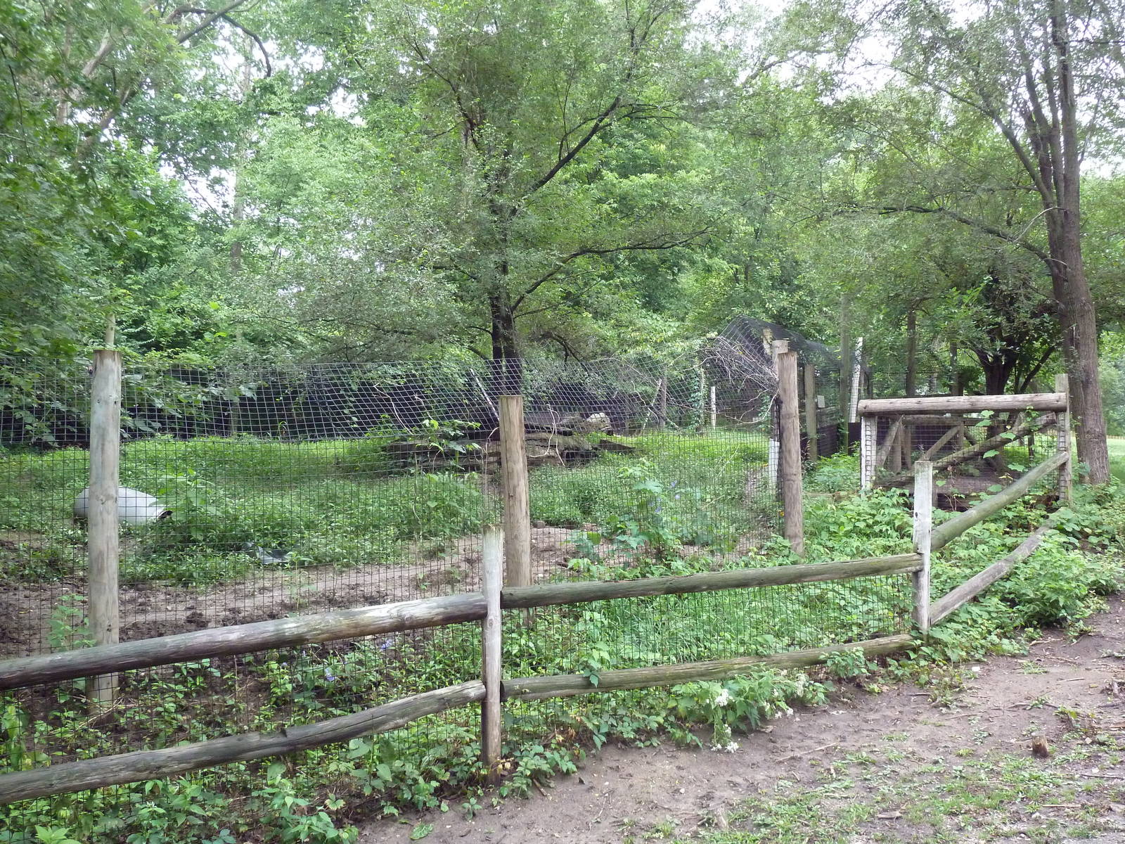 American Badger Exhibit