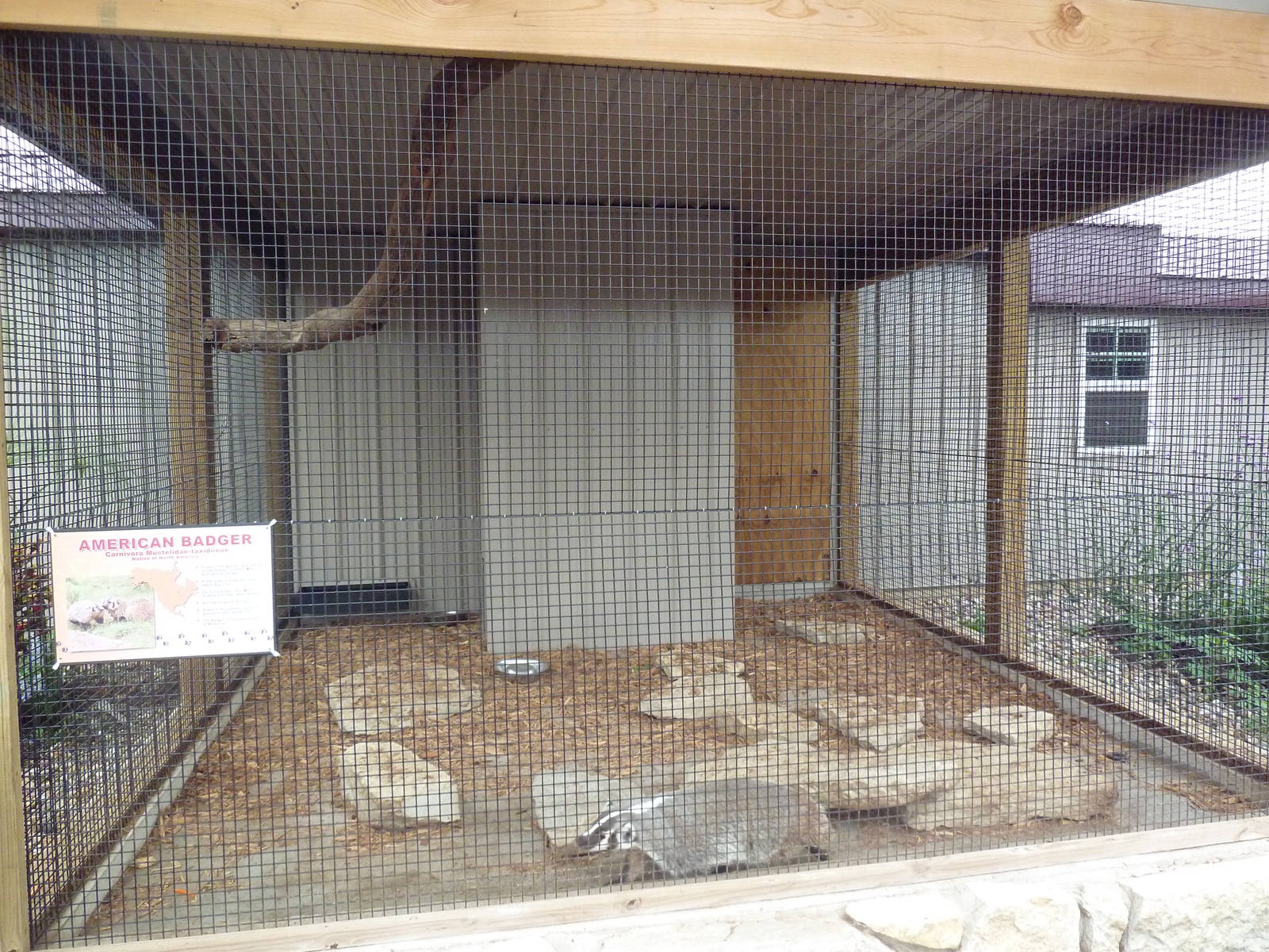 American Badger Exhibit