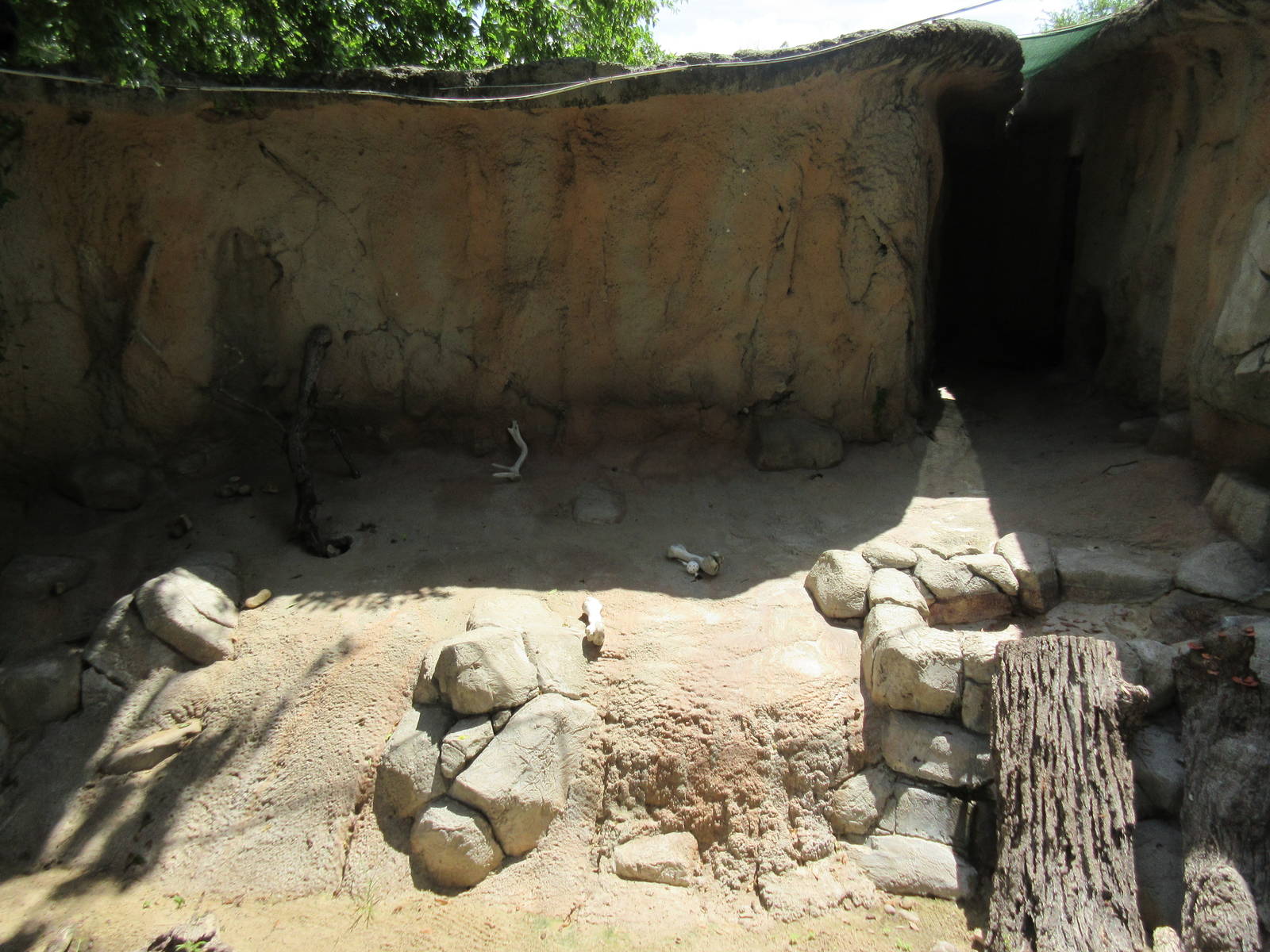 American Badger Exhibit