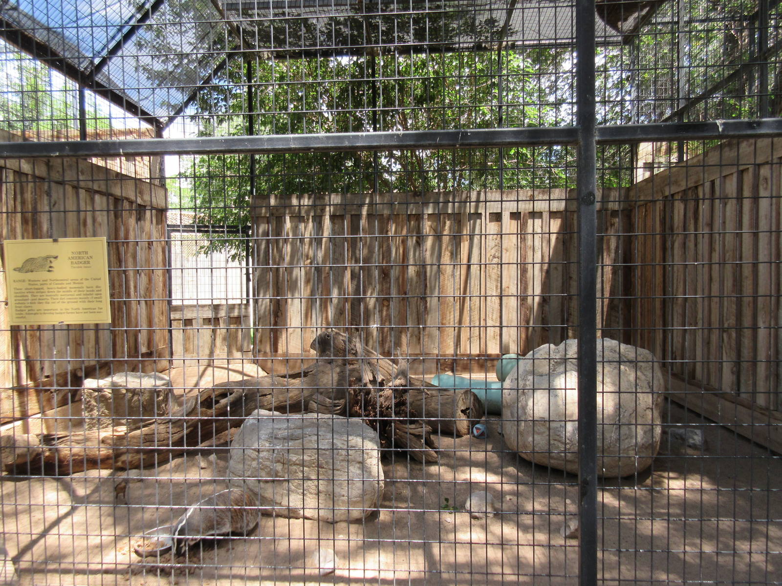 American Badger Exhibit