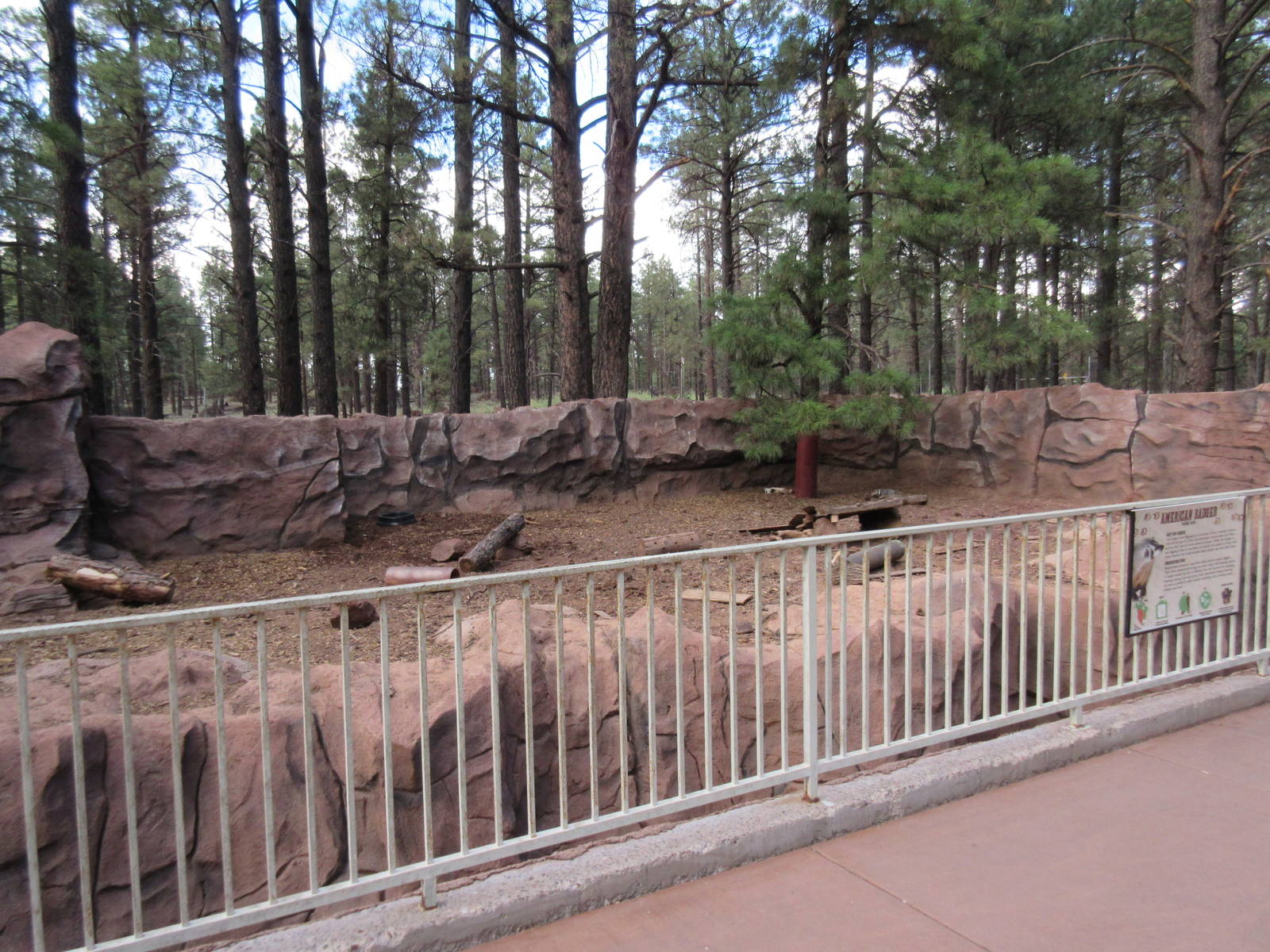 American Badger Exhibit