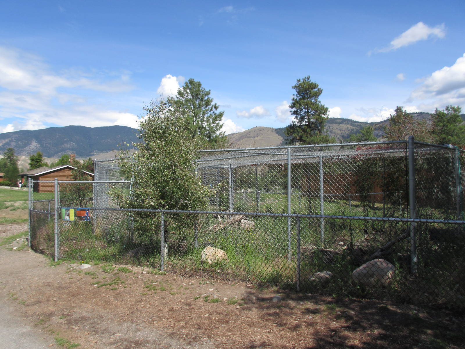 American Badger Exhibit