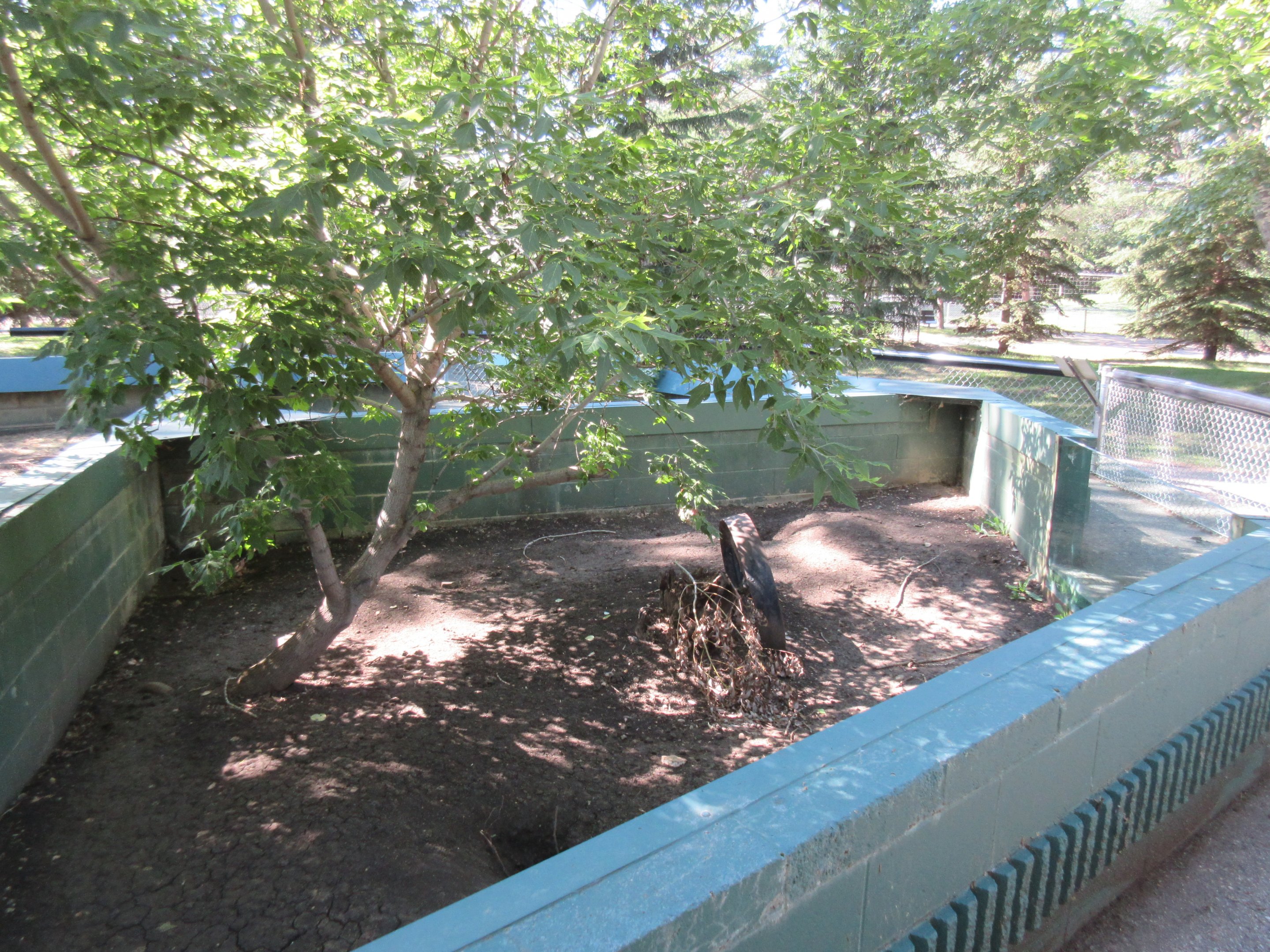 American Badger Exhibit