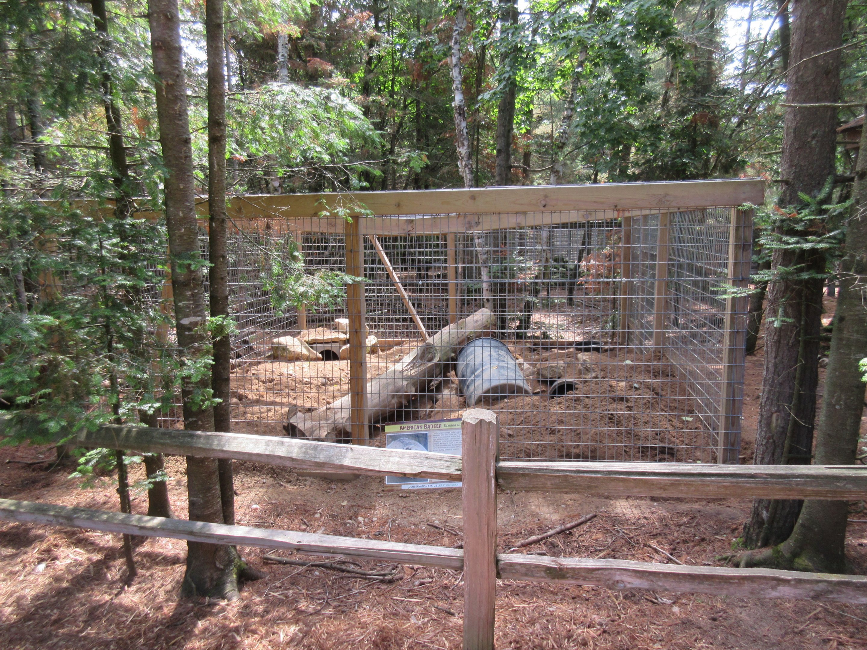 American Badger Exhibit