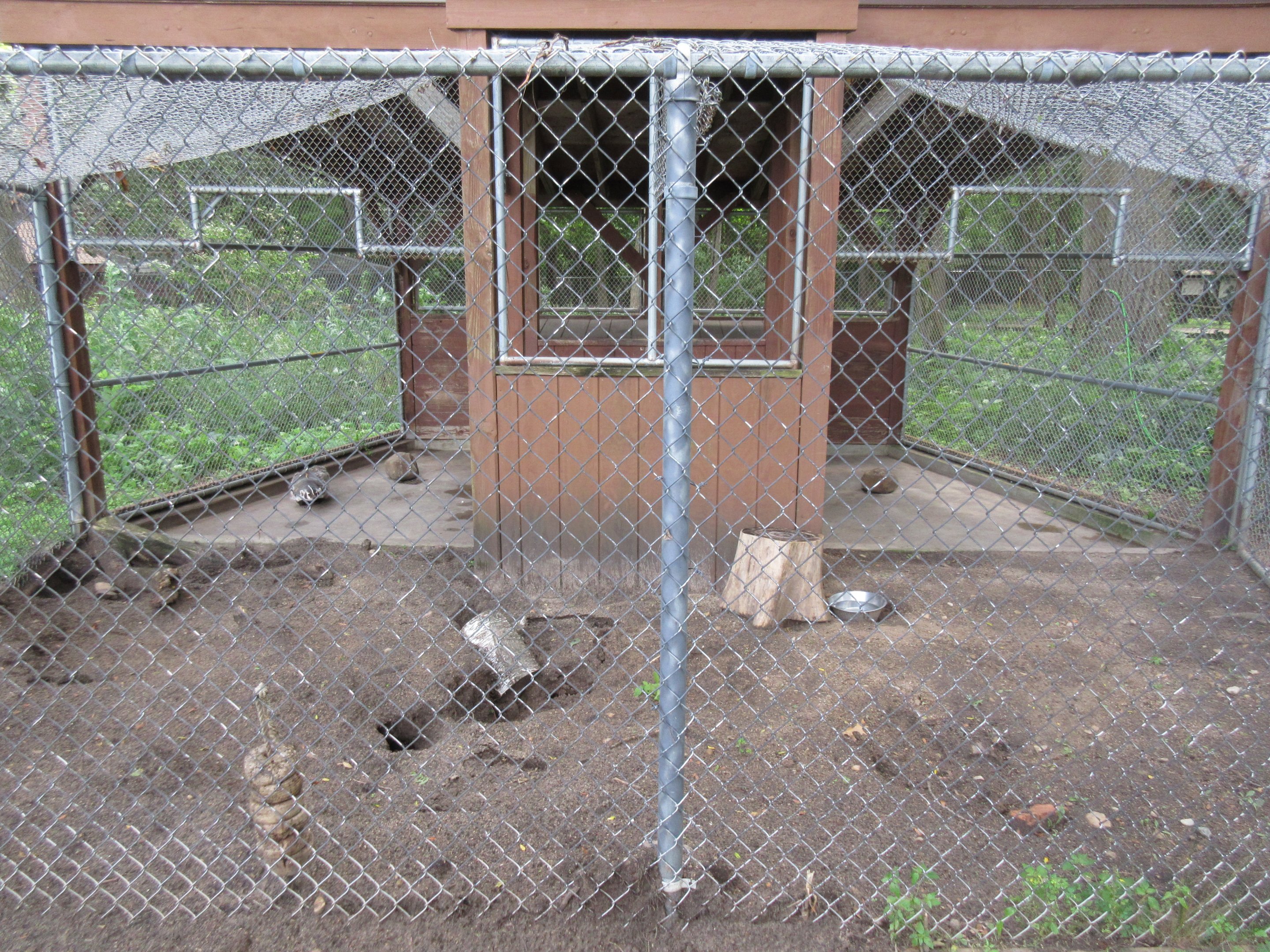 American Badger Exhibit
