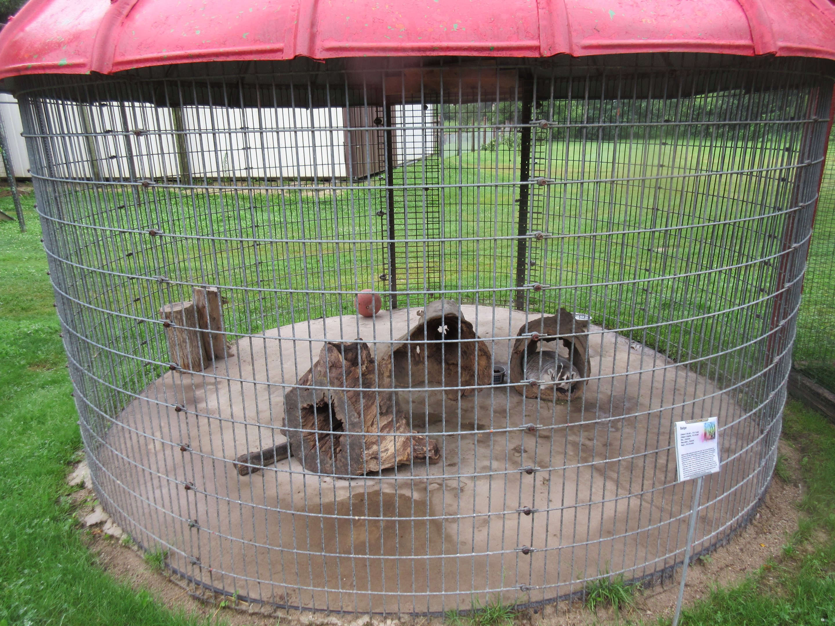 American Badger Exhibit