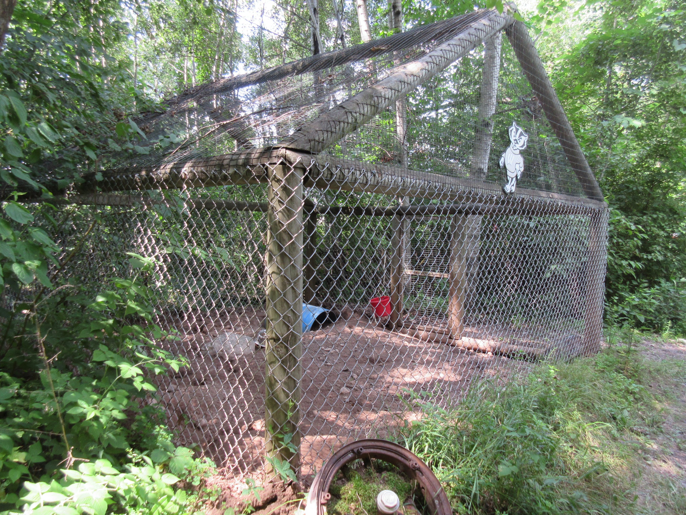 American Badger Exhibit