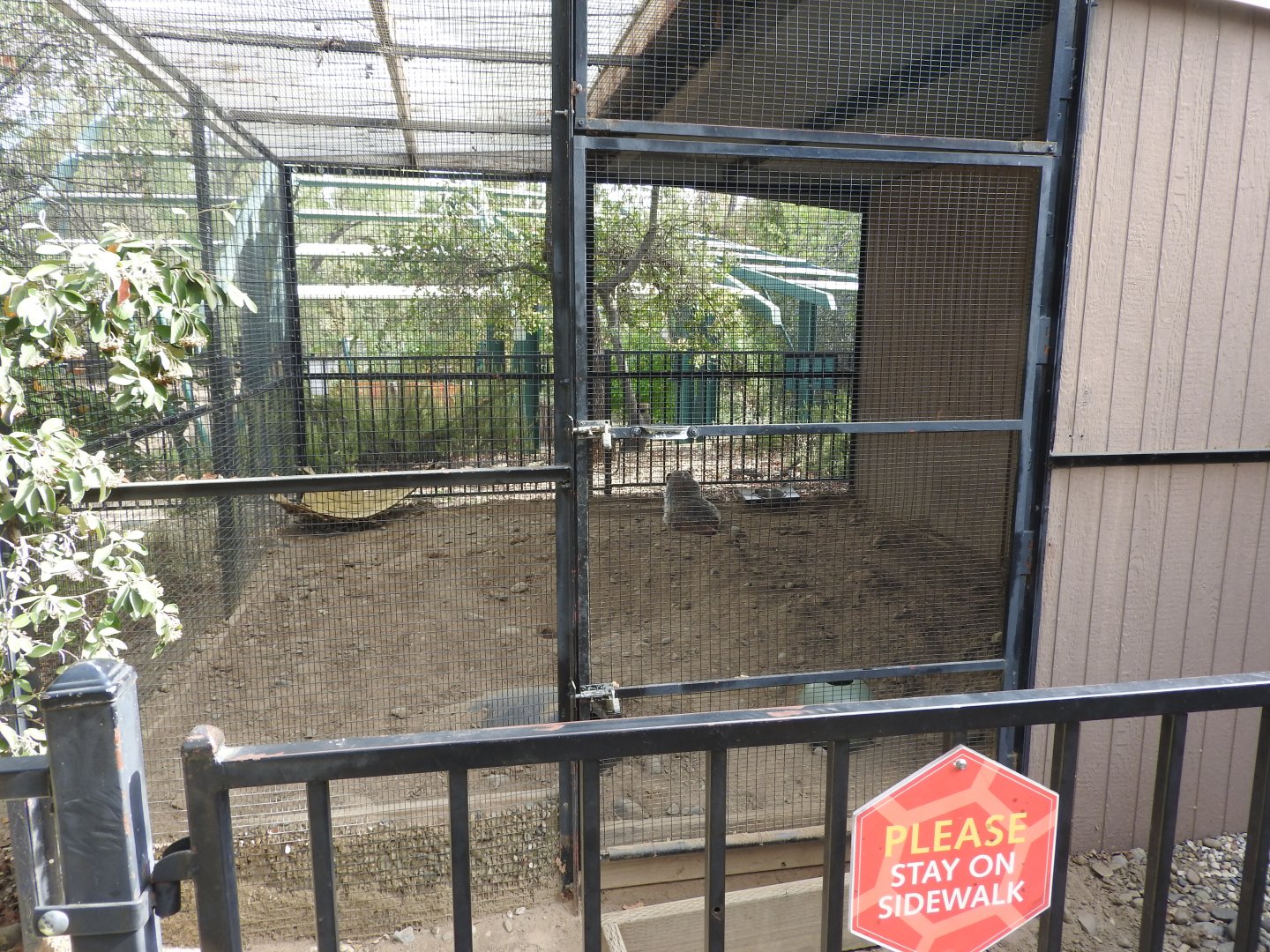 American Badger exhibit
