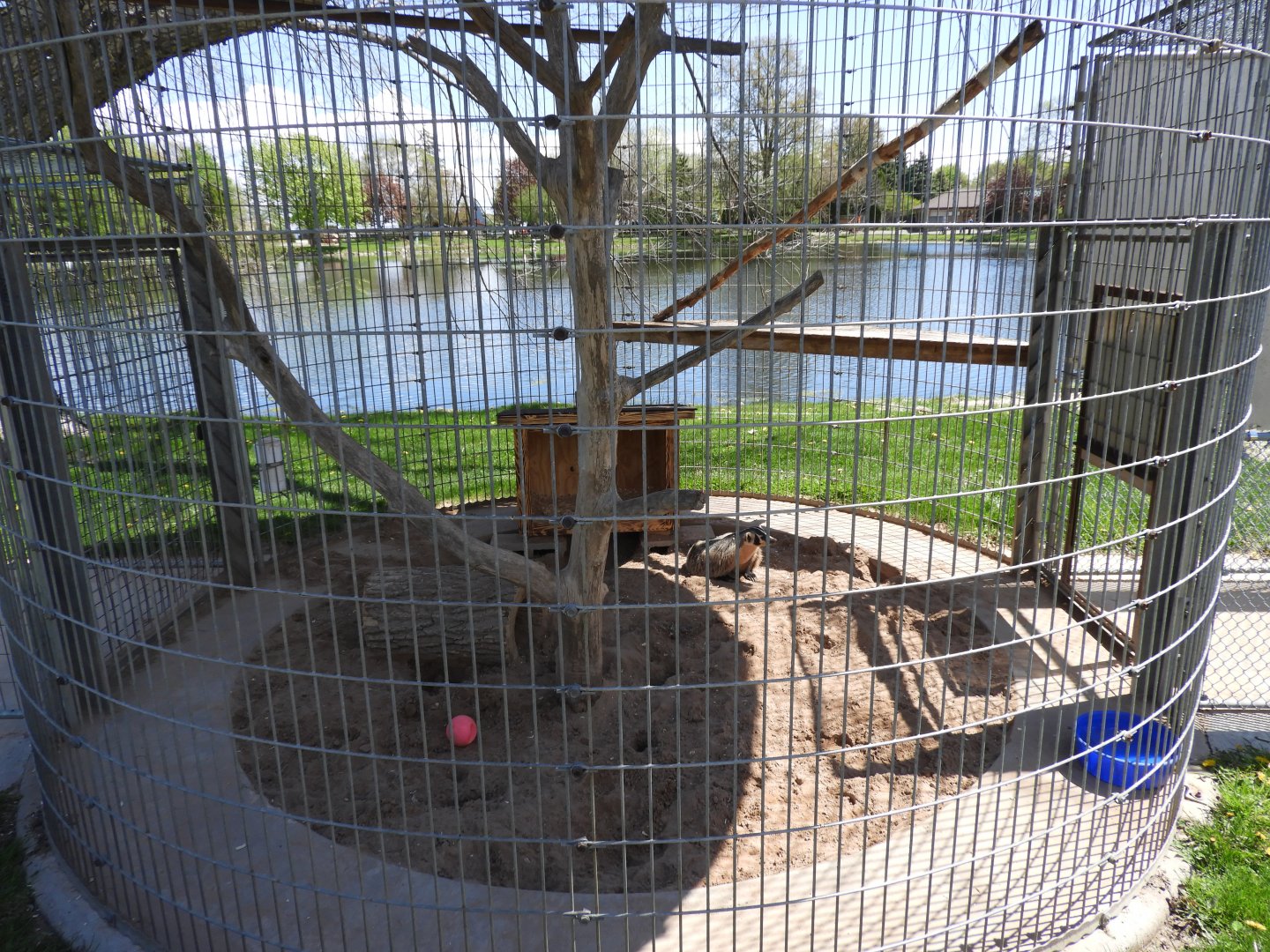 American Badger exhibit