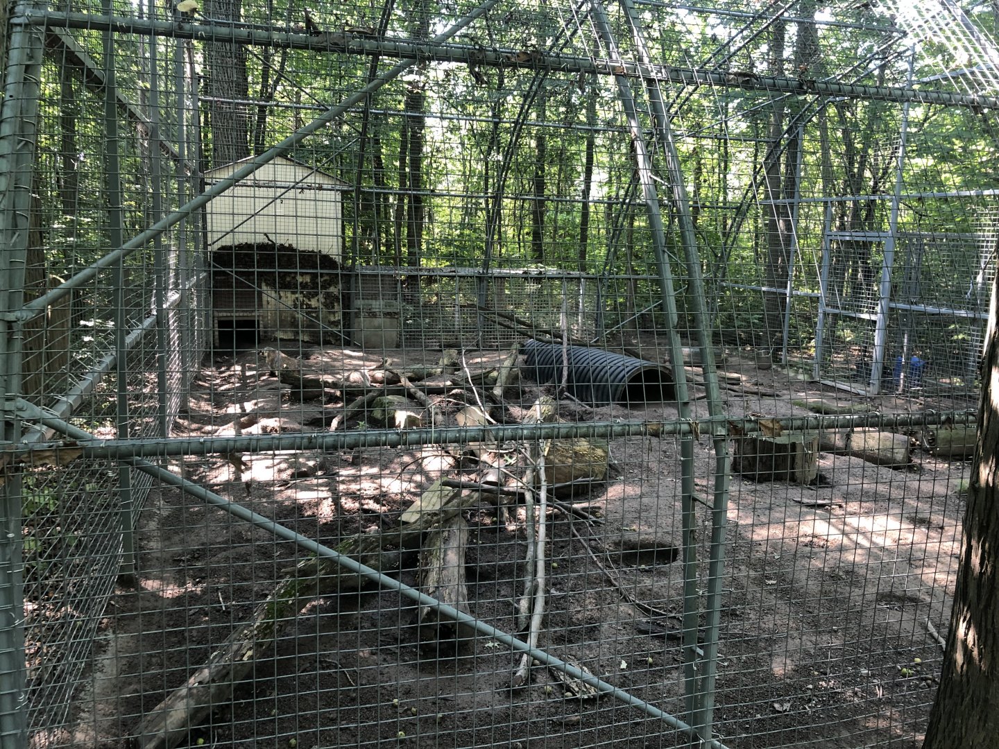 American Badger Exhibit