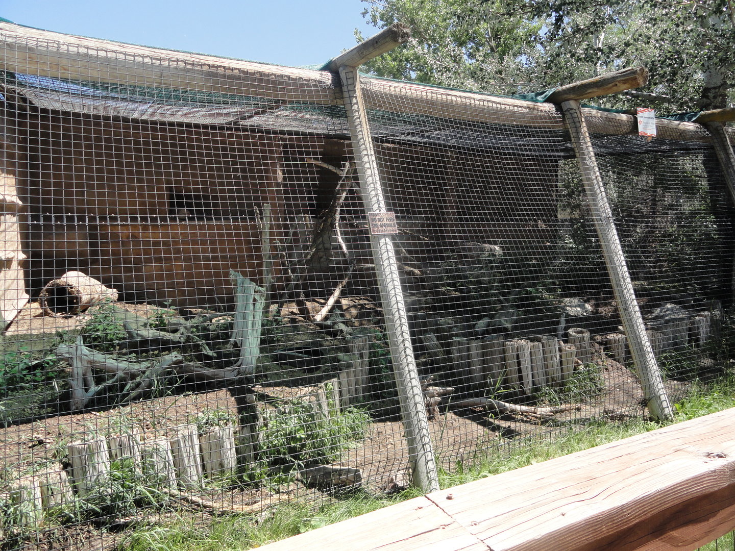 American Badger Exhibit