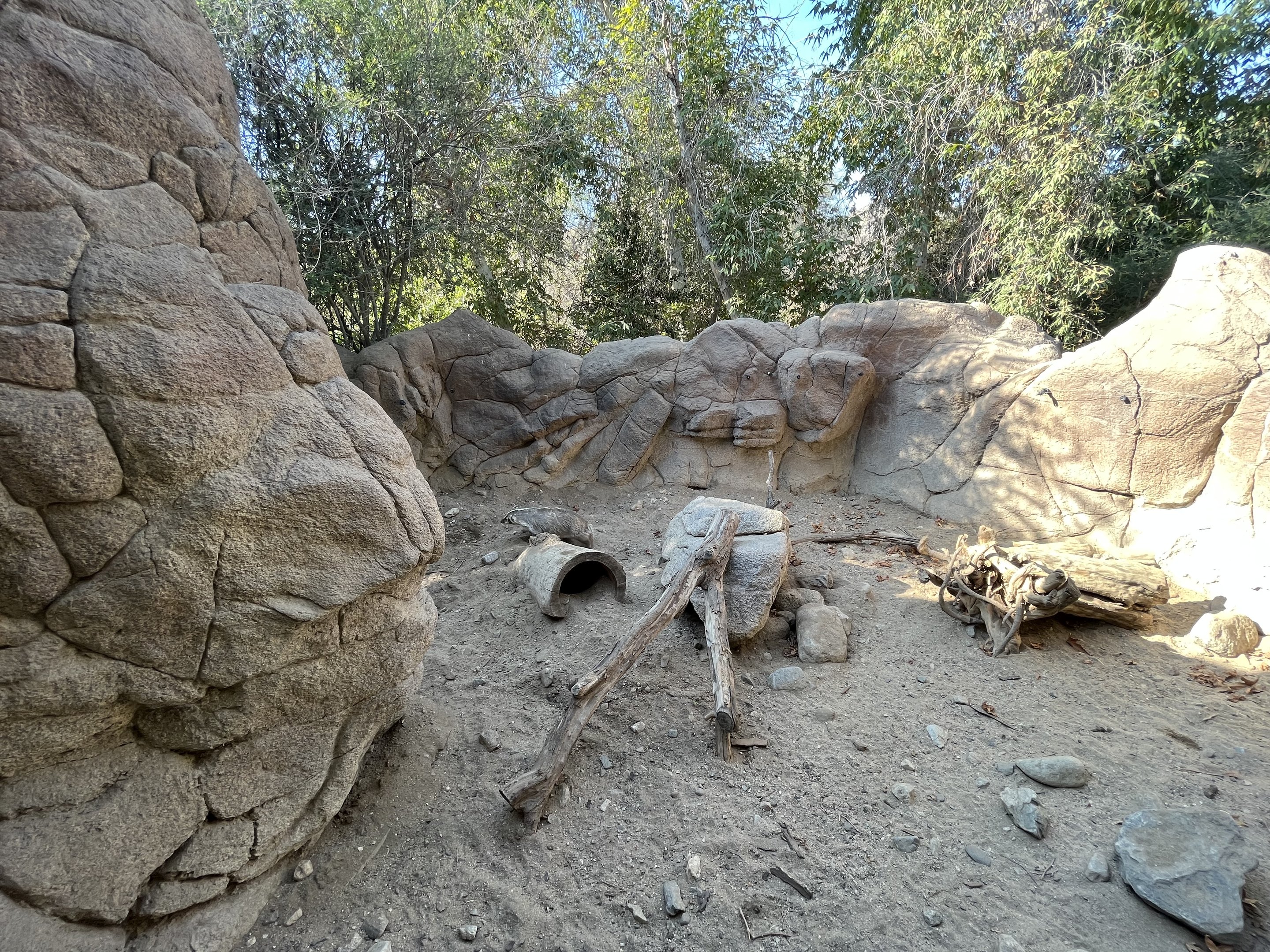 American Badger Exhibit
