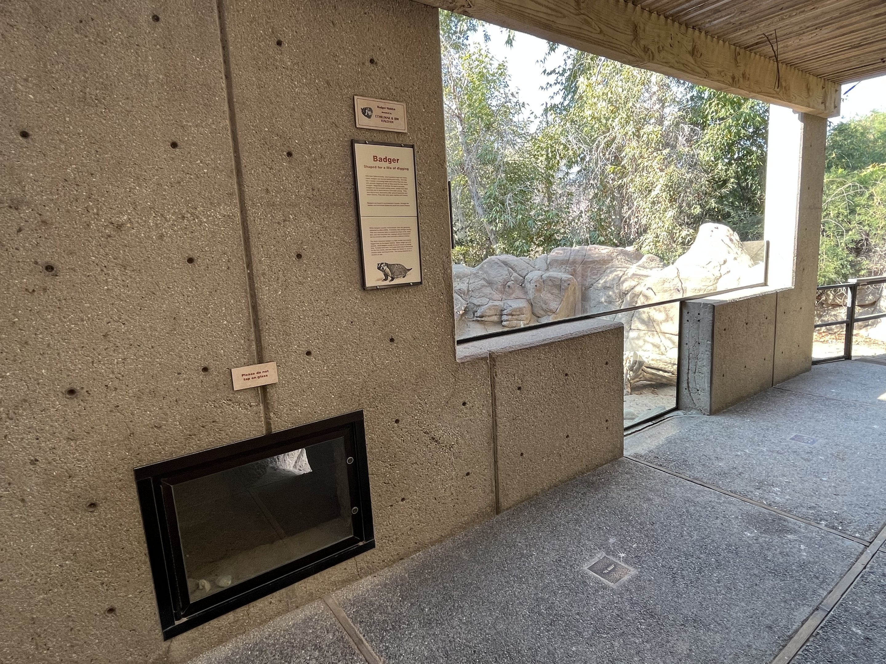 American Badger Exhibit