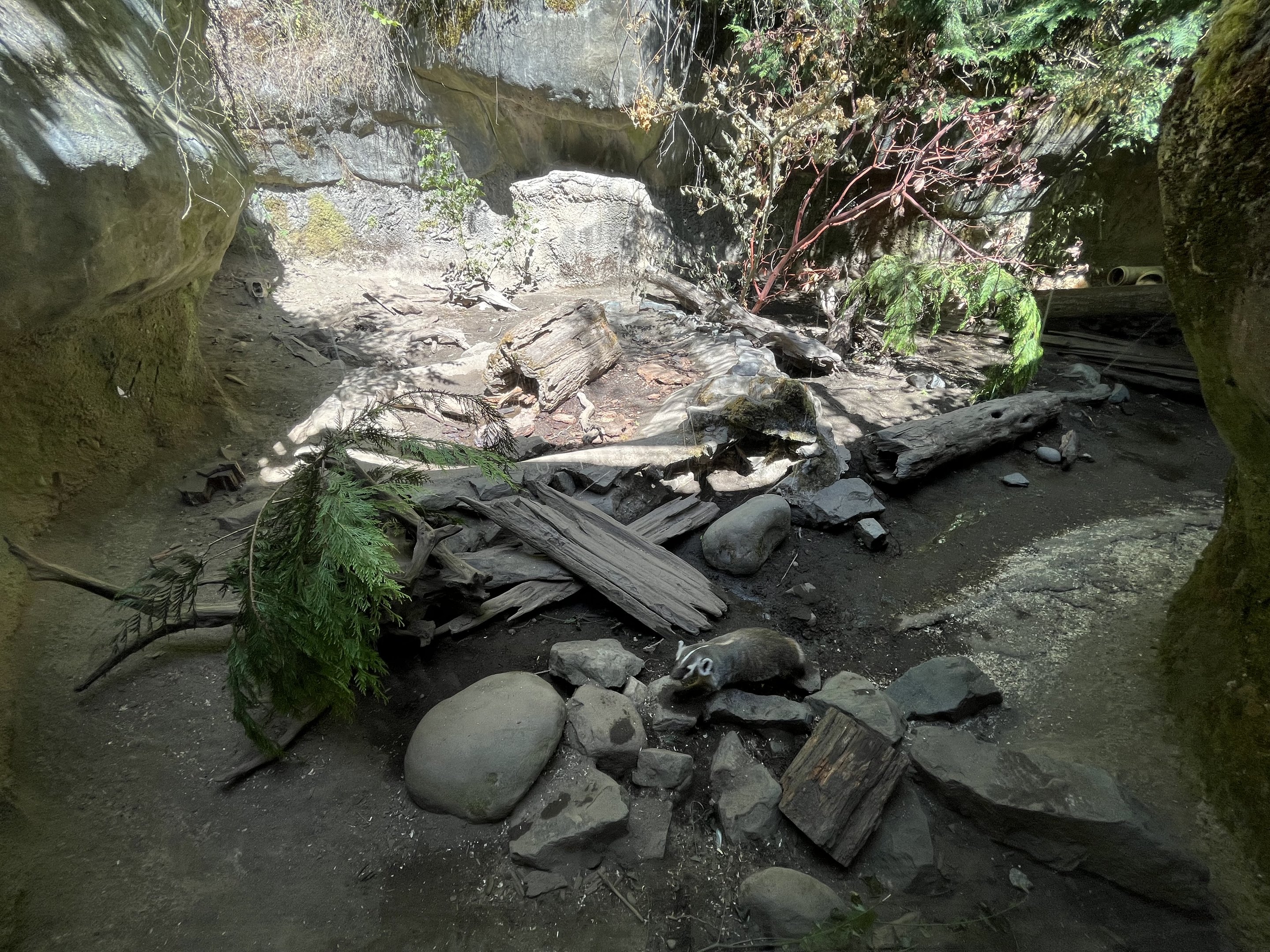 American Badger Exhibit
