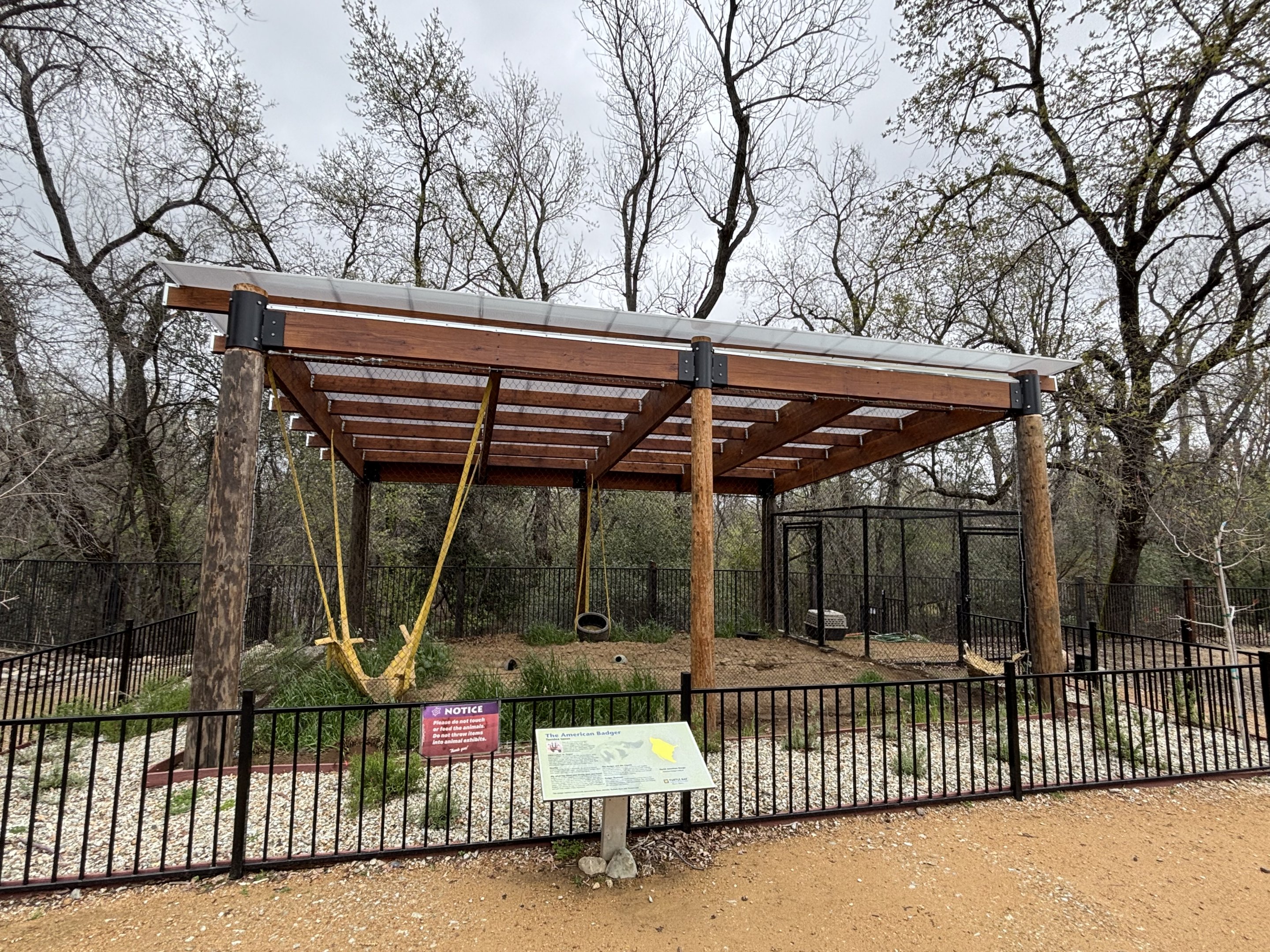 American Badger Exhibit