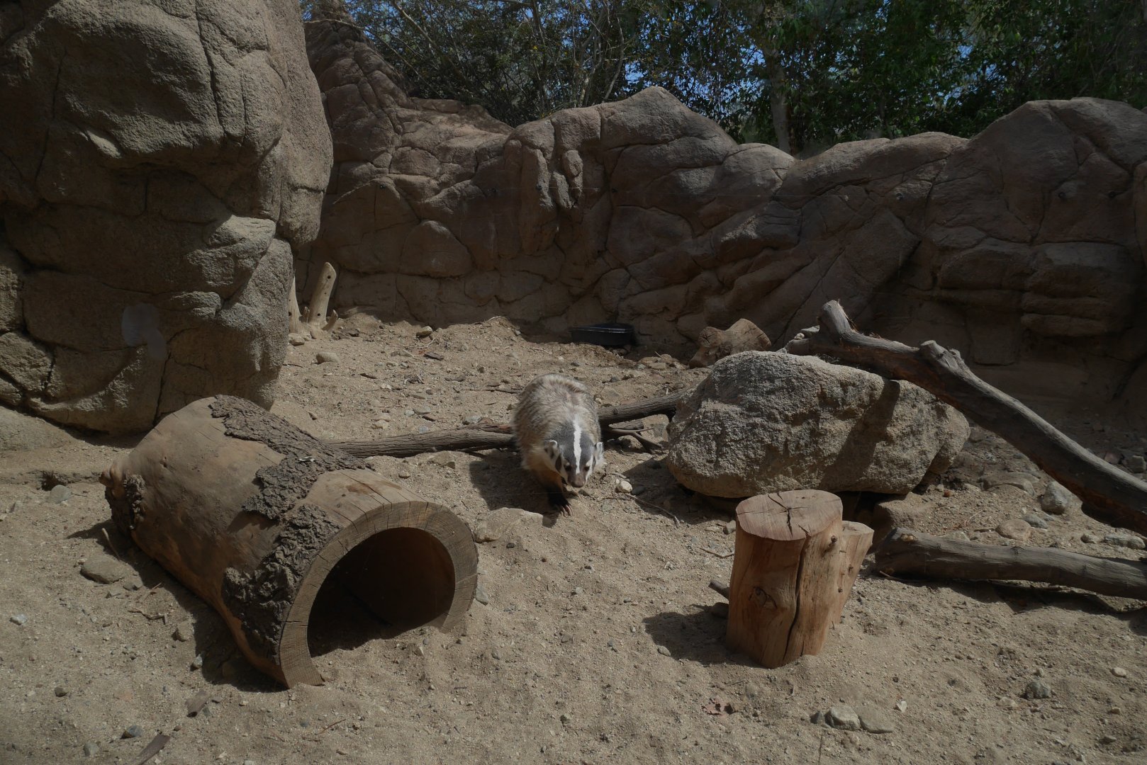American Badger in Eagle Canyon - My First US Zoo Trip