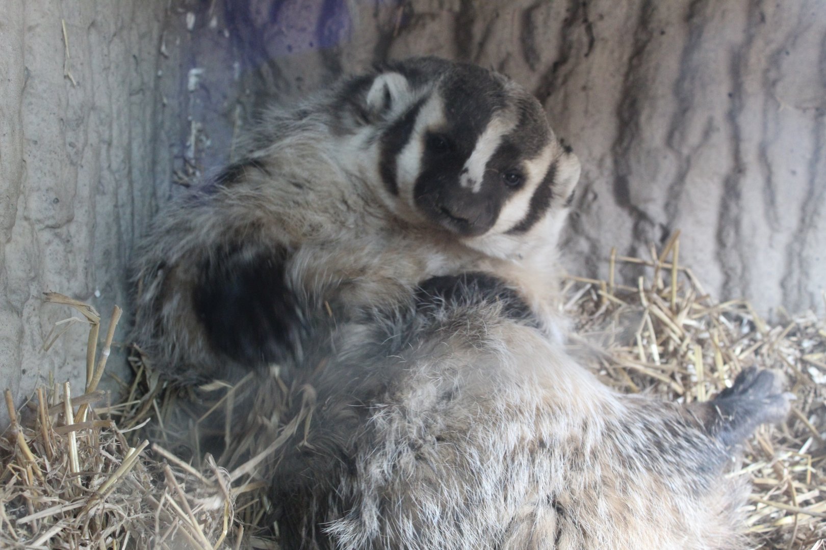 American Badger in Nest Box - Wisconsin Heritage