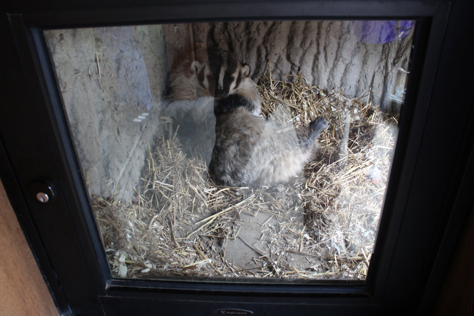 American Badger in Nest Box - Wisconsin Heritage