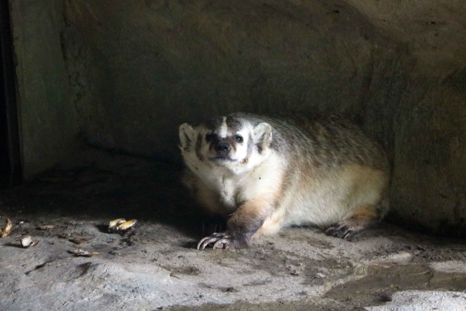 American badger, July 2016