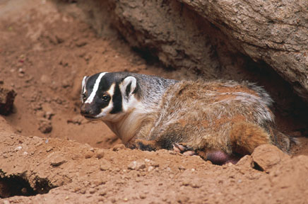 american badger, LDSP