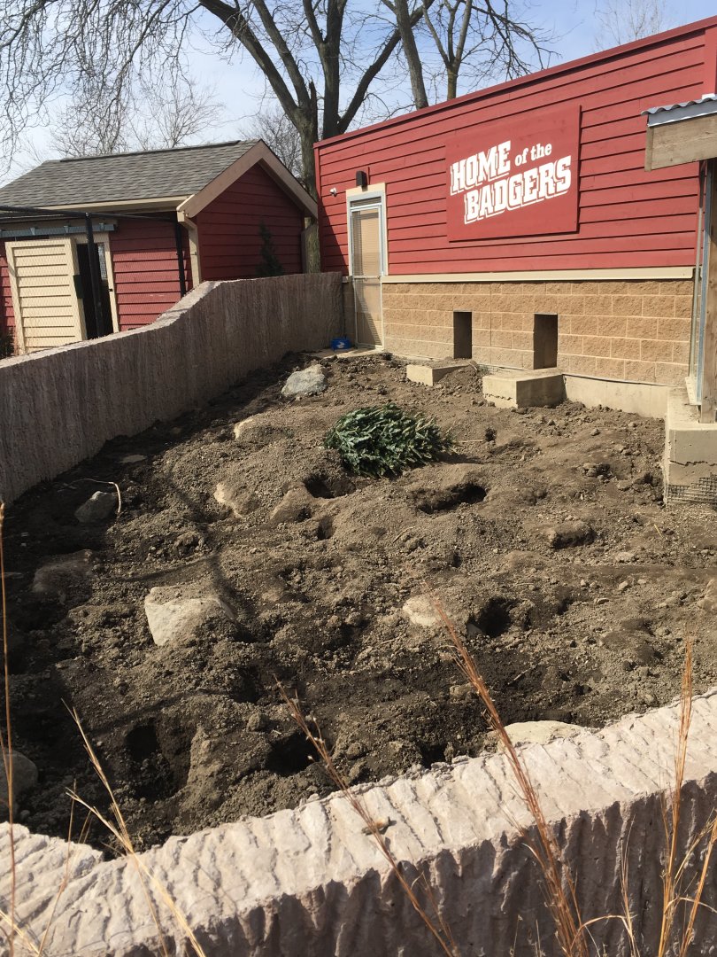 American Badger outdoor exhibit - Wisconsin Heritage - Henry Vilas Zoo