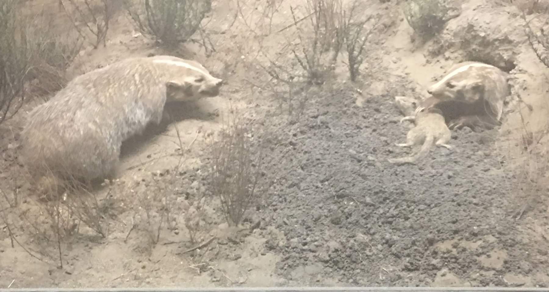 American badger (Taxidea taxus jeffersonii)