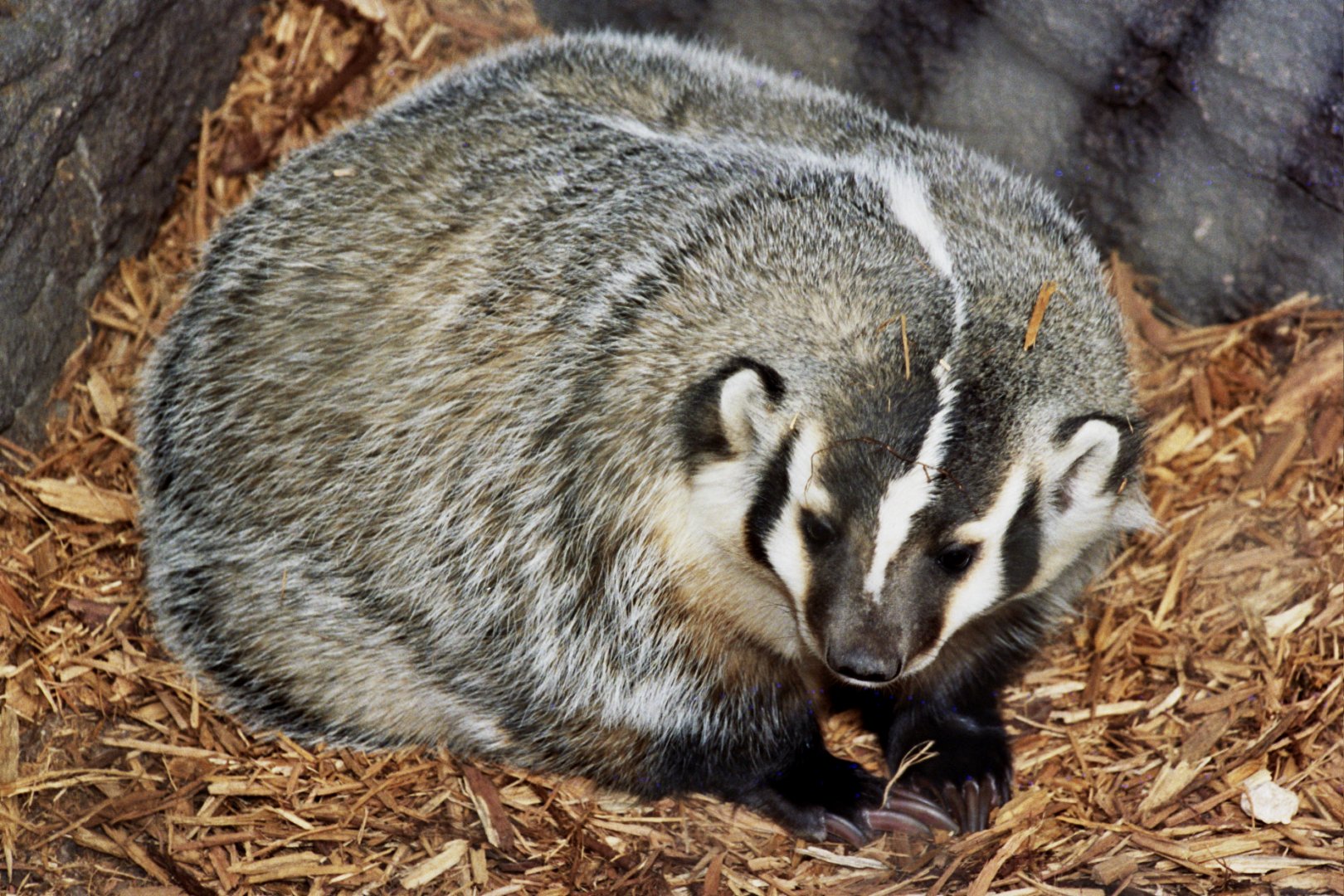 American badger (Taxidea taxus) scanned from 2006