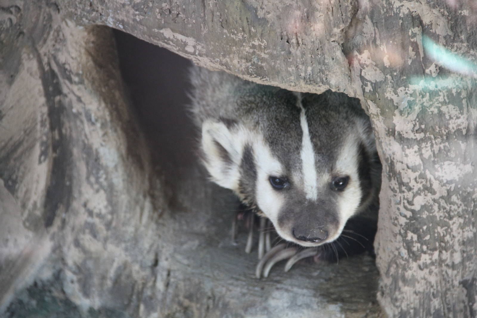 American Badger (Taxidea taxus)