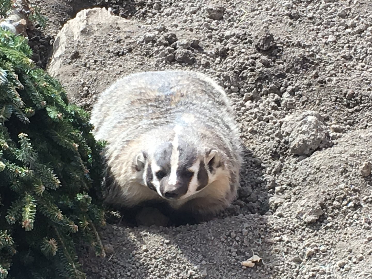 American Badger (Taxidea taxus)