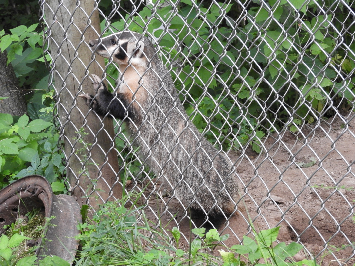 American Badger (Taxidea taxus)
