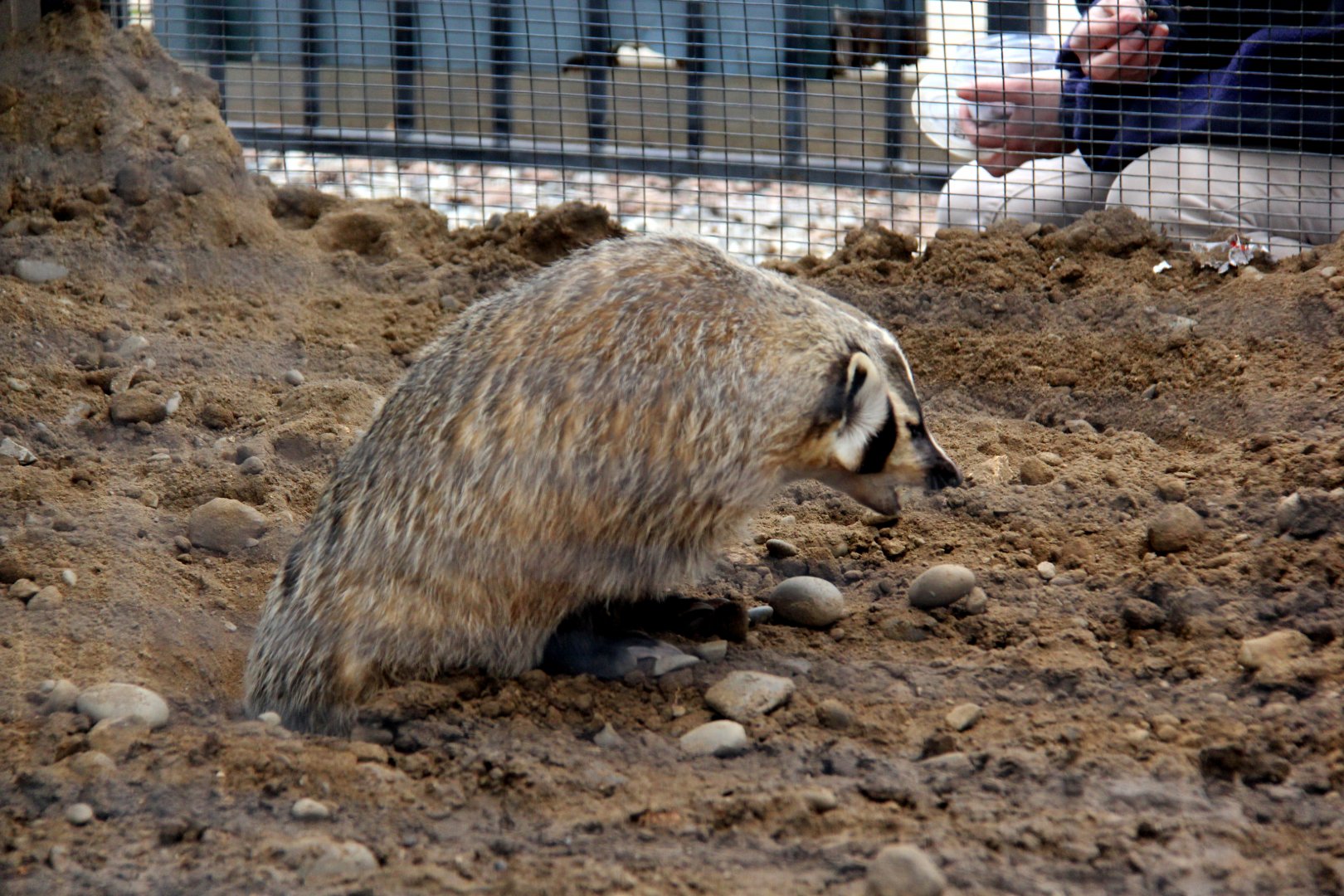 American badger (Taxidea taxus)