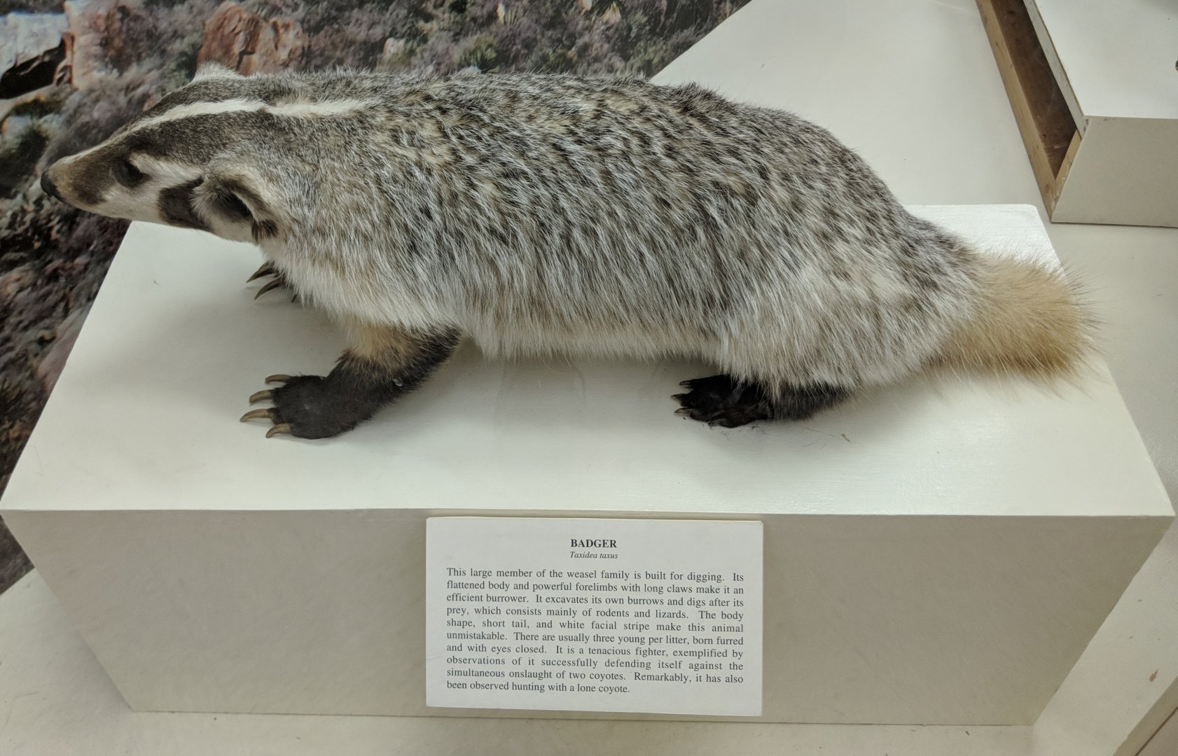 American badger (Taxidea taxus)