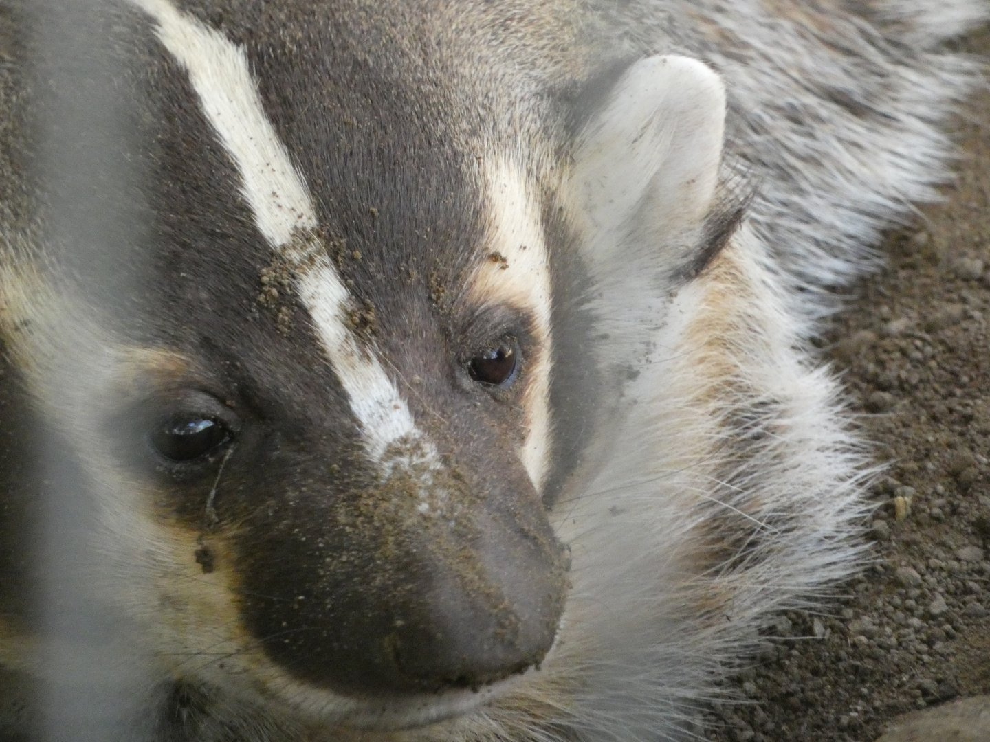 American badger (Taxidea taxus)