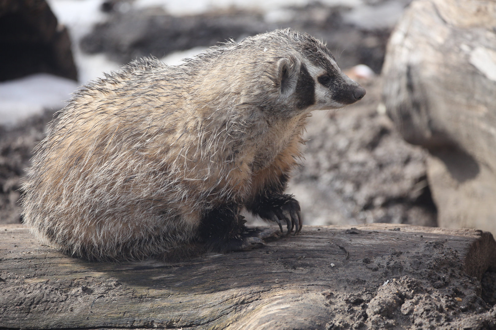 American Badger/ Taxidea taxus