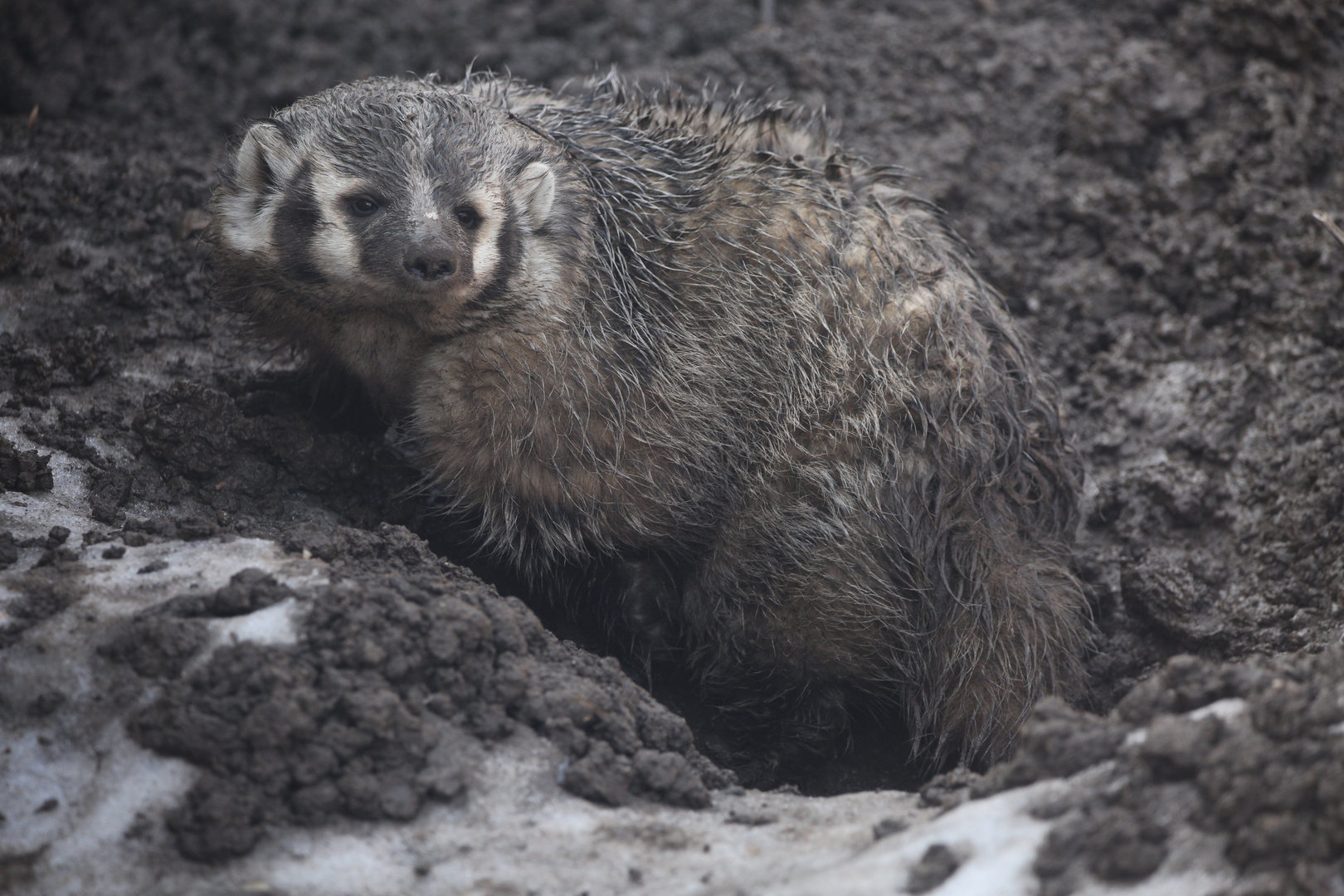 American Badger/ Taxidea taxus