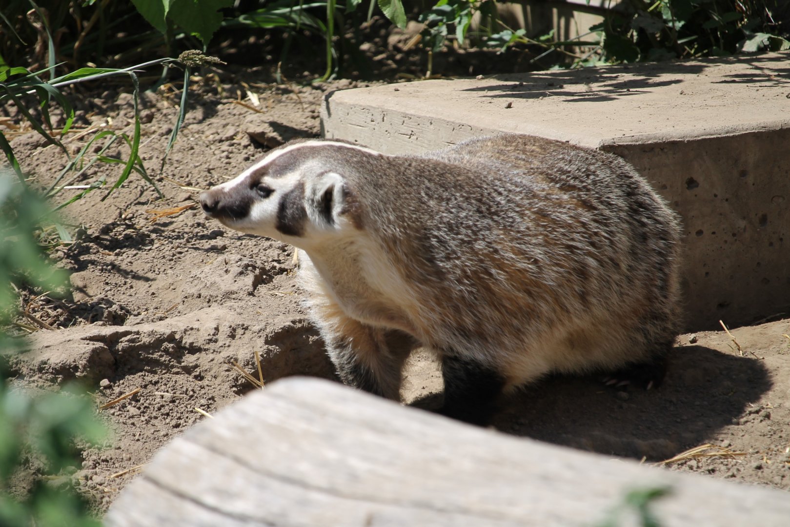 American Badger (Taxidea taxus)
