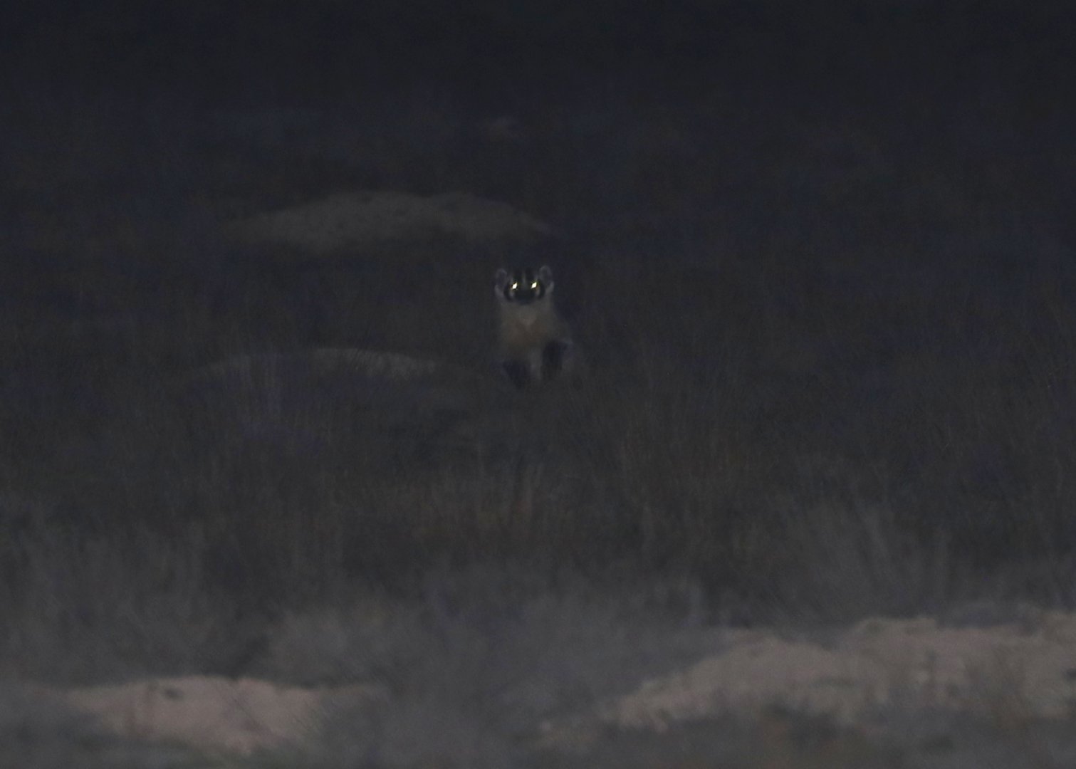 American badger (Taxidea taxus)